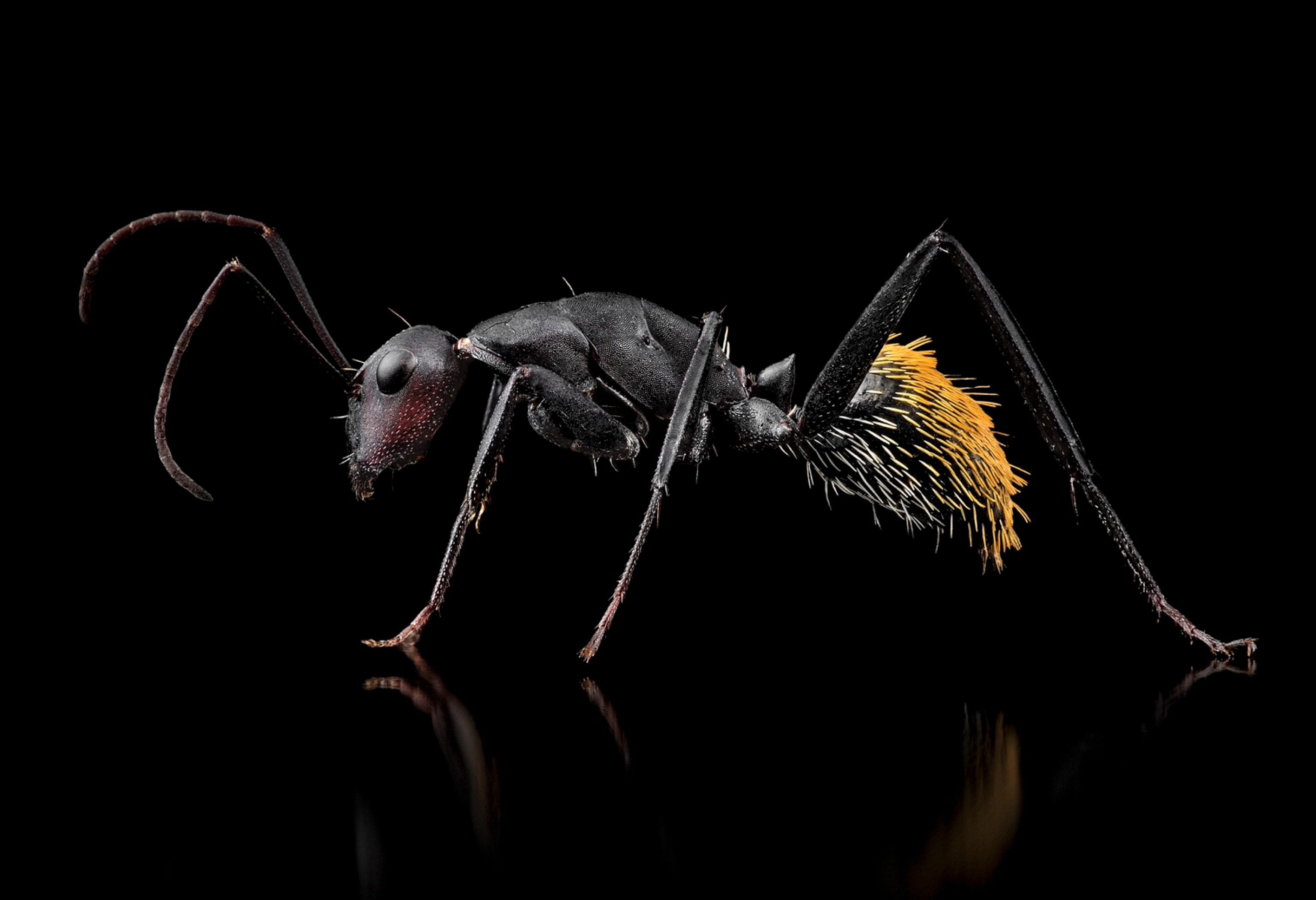 Picture of an ant on a black background with organge and yellow hairs on its abdomen.