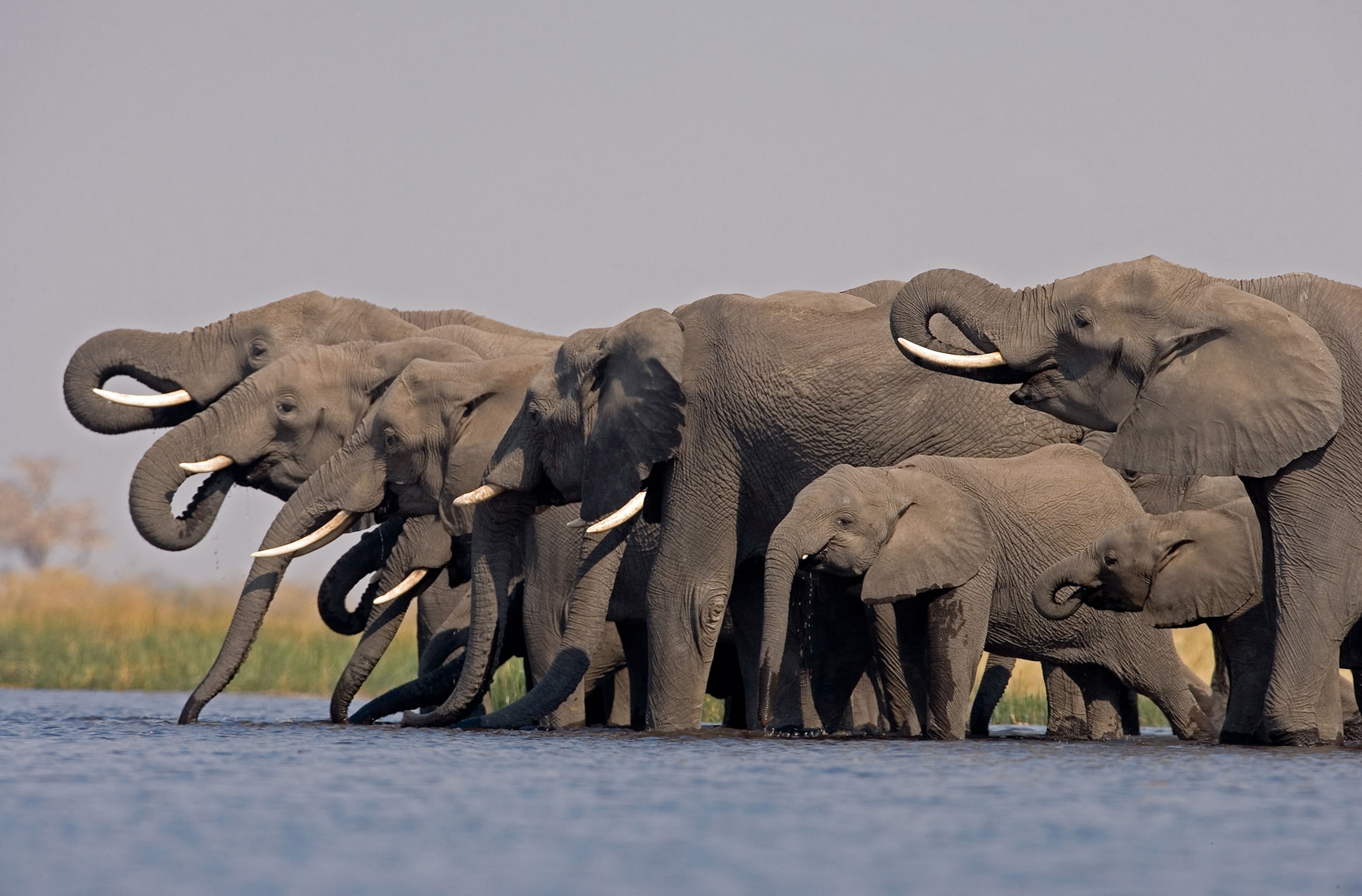 elephants