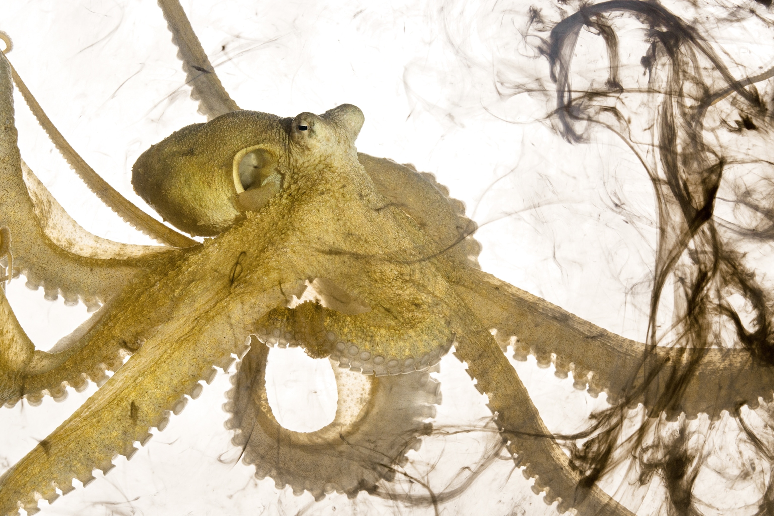 an algae octopus surrounded by swirls of released ink