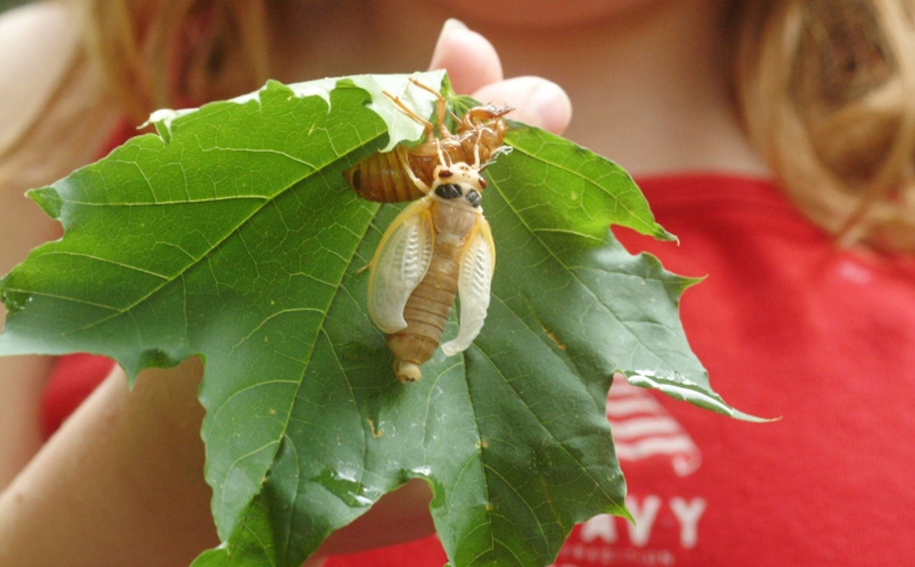 USA Maryland Insect Cicada Cicadas Cicadoidea Brood X 17 year cicada emerges from the ground to reproduce -