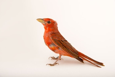 a summer tanager