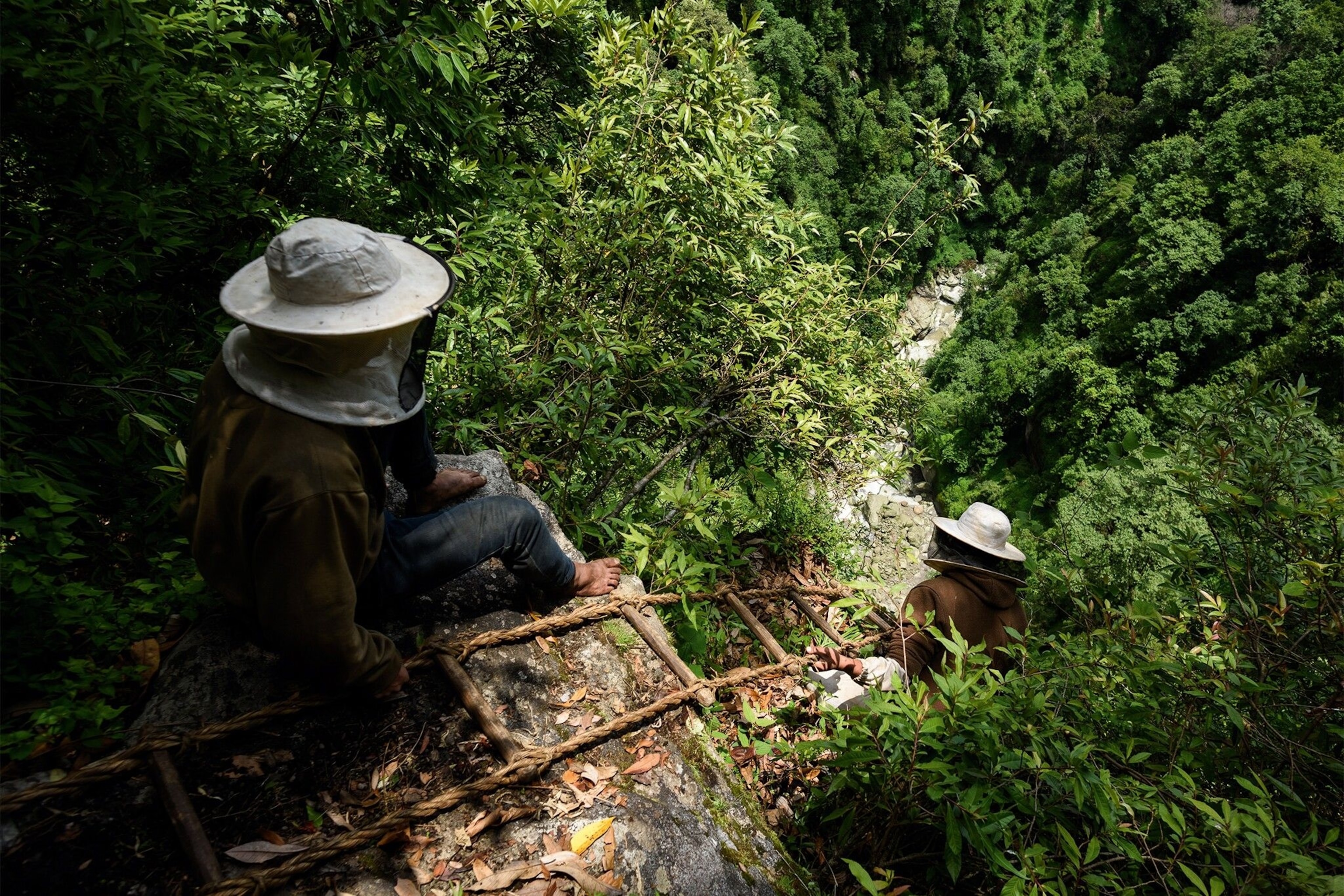 Honey collector carries the handmade ladder to the top of the cliff first. The ladder is tied to the trunk of the strongest tree and dropped down over the ledge as close as possible to the nests.