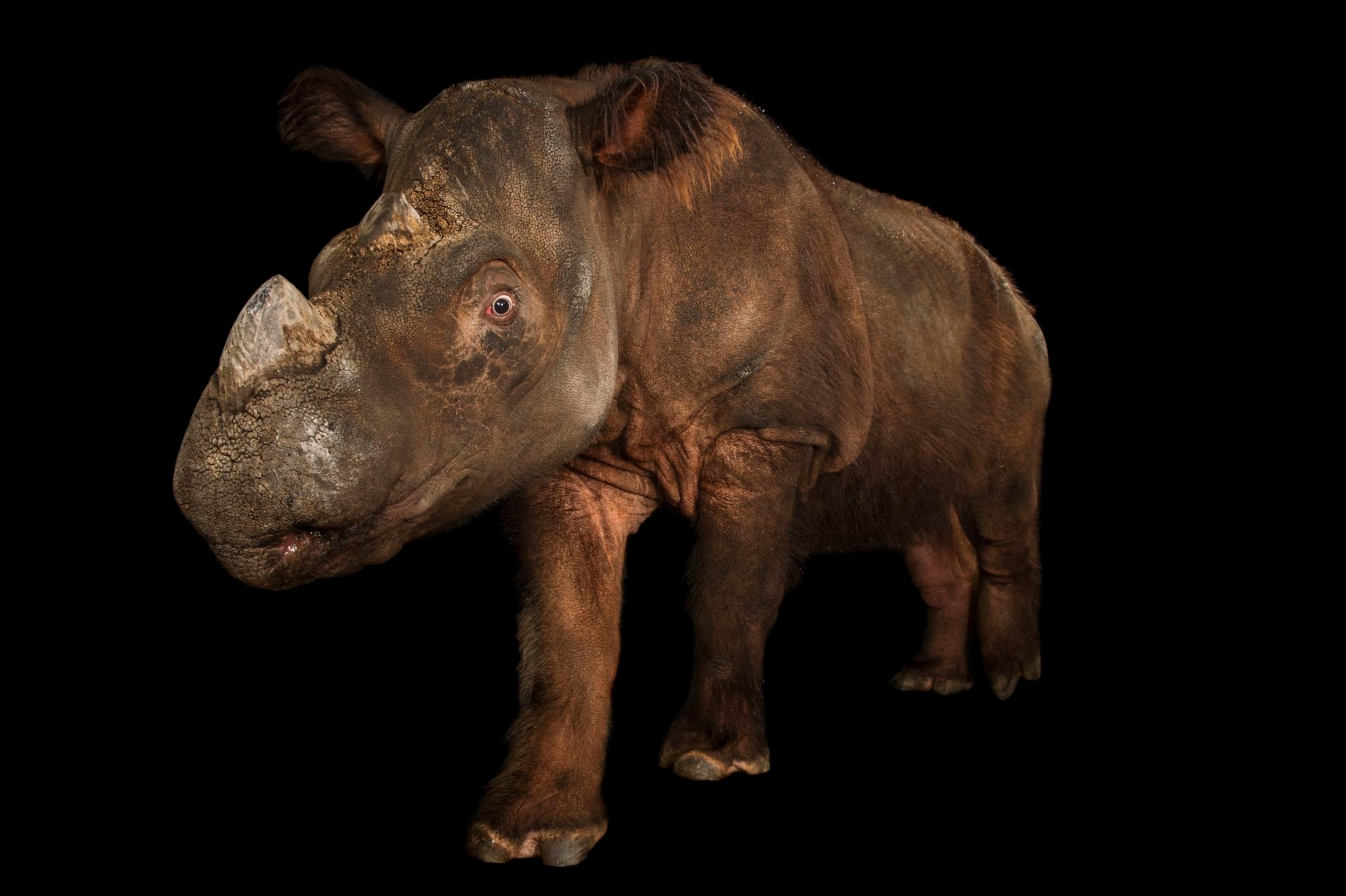 a Sumatran rhinoceros