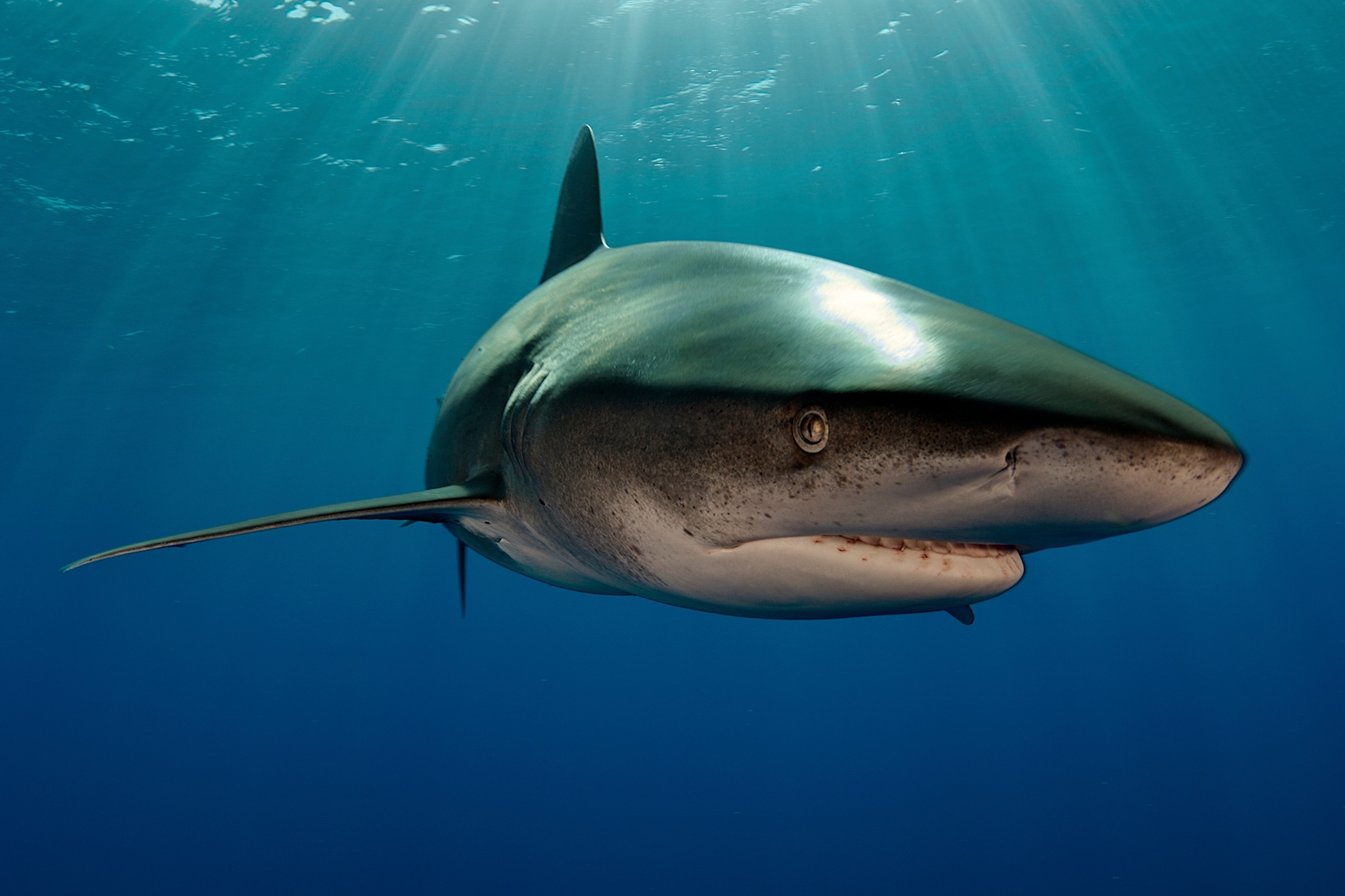 an oceanic whitetip shark