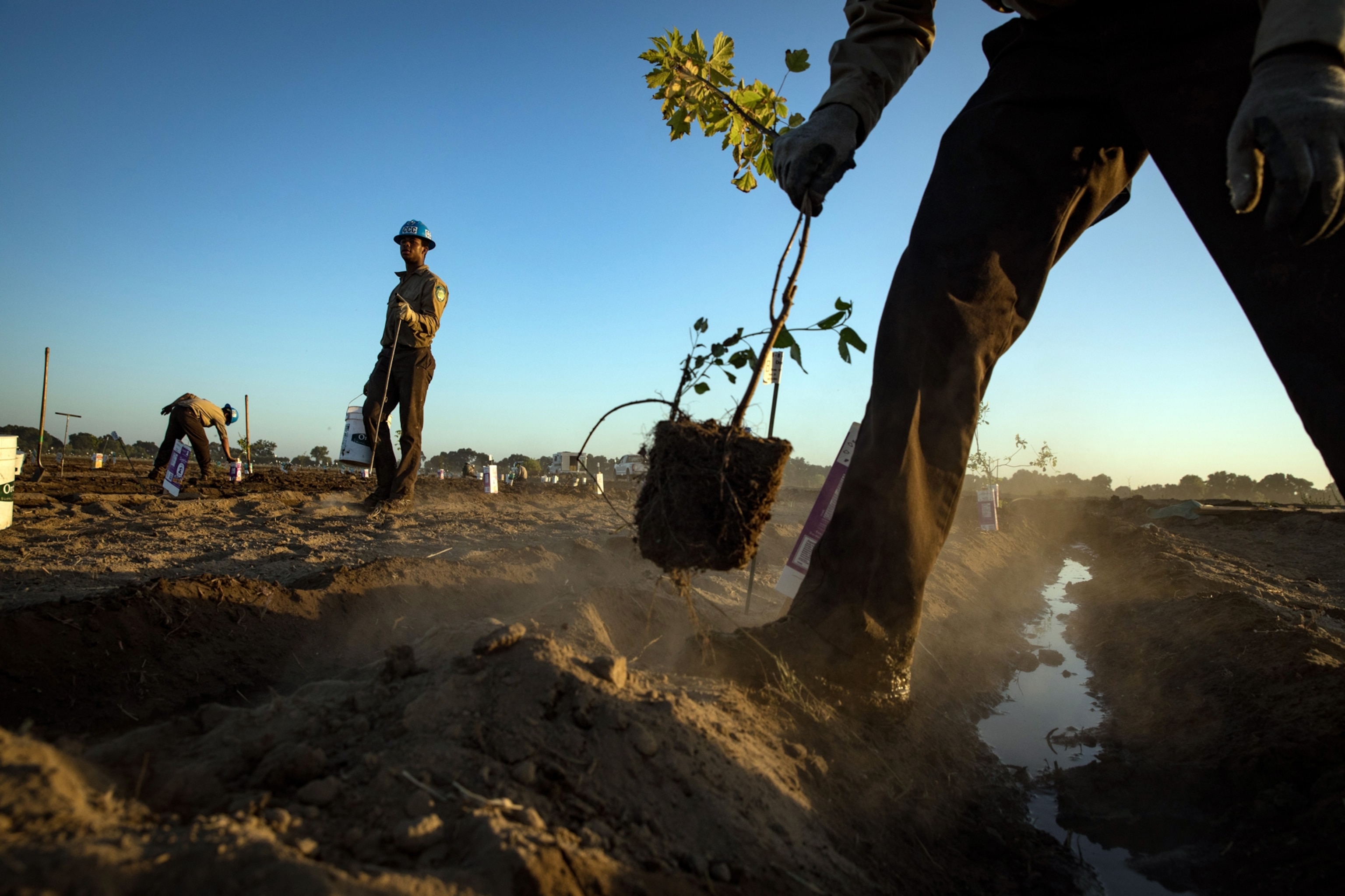 3 people work to plant small trees in a dusty dirt field