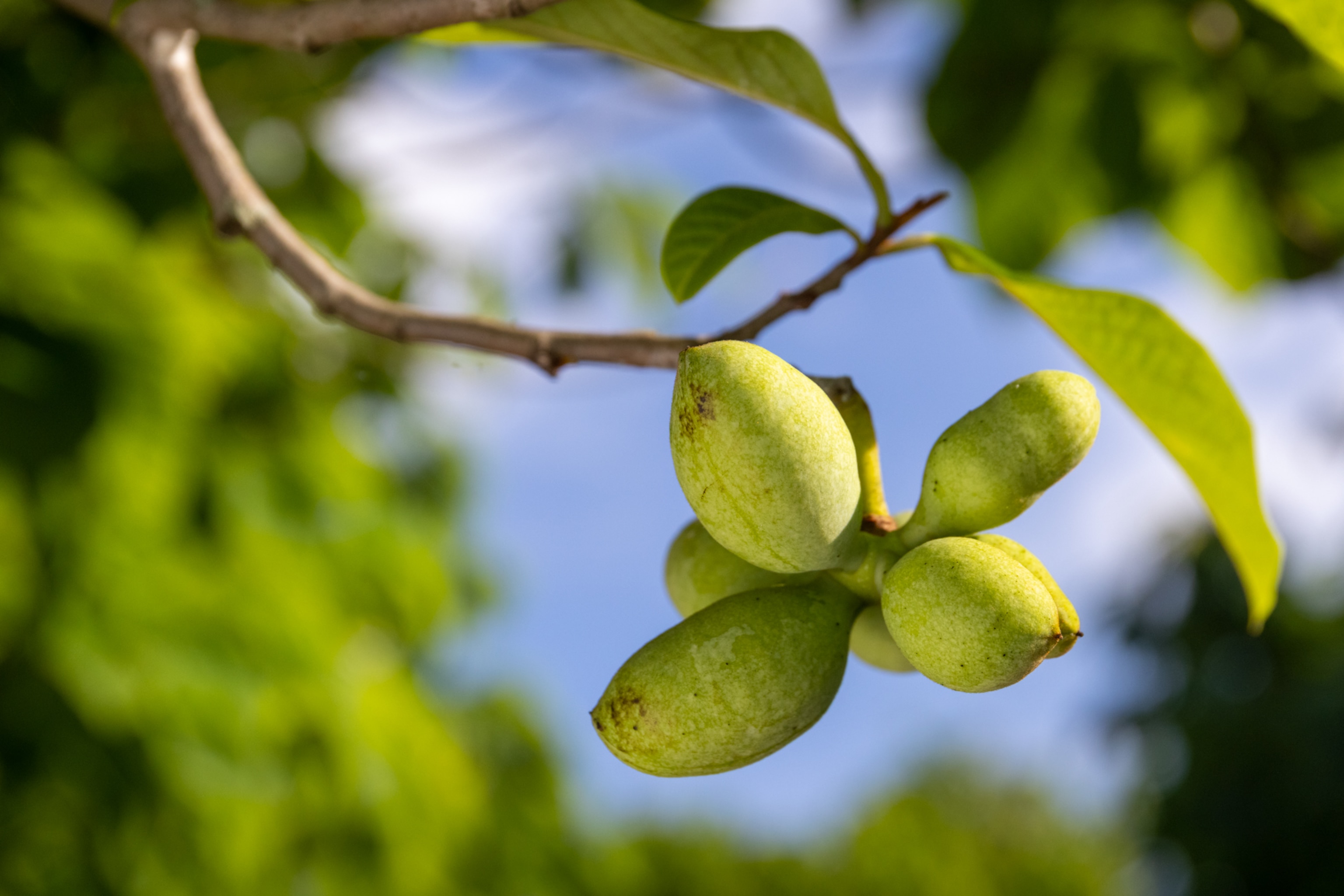 PawPaw fruit hang in a tree