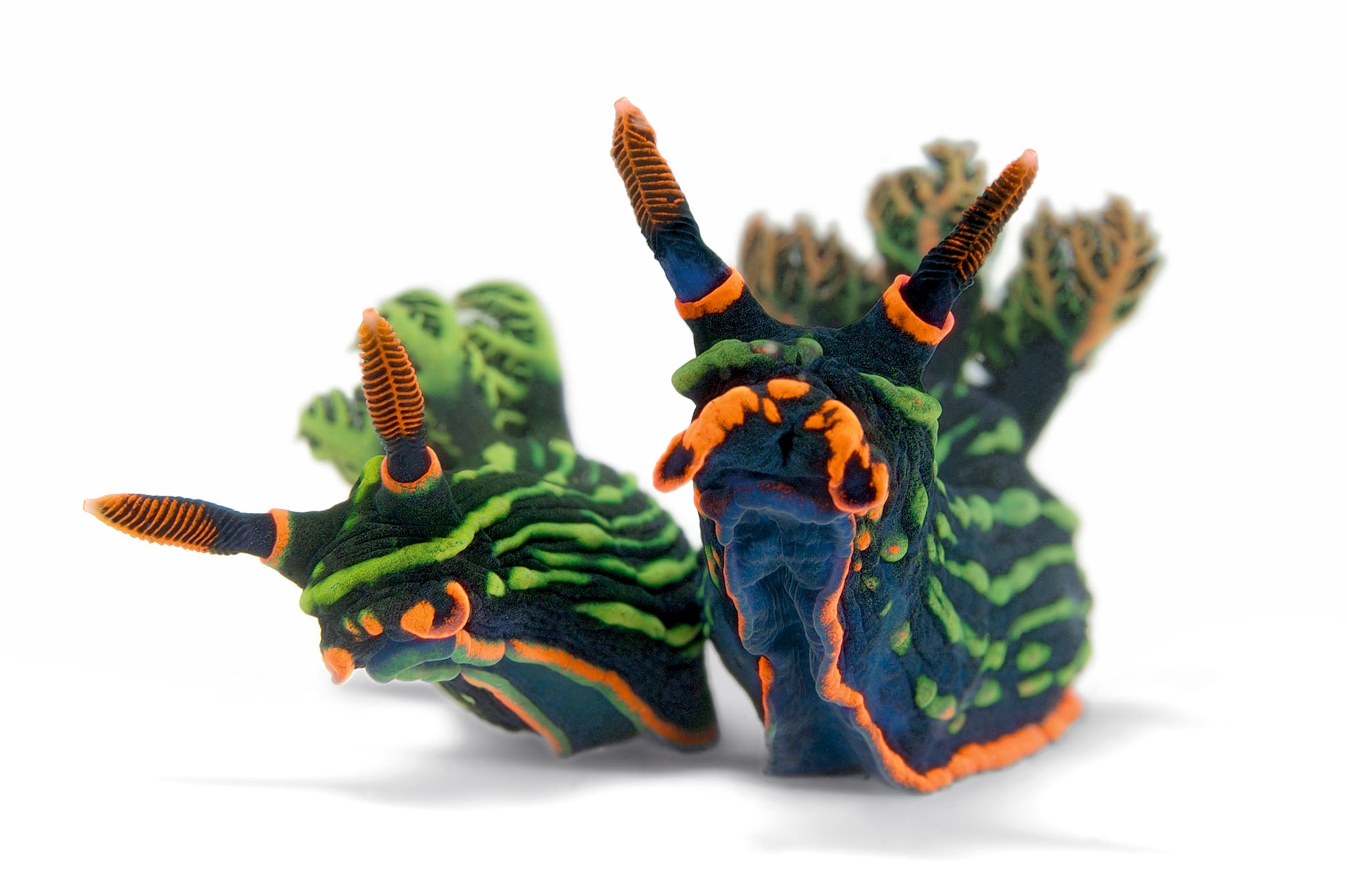 nudibranch