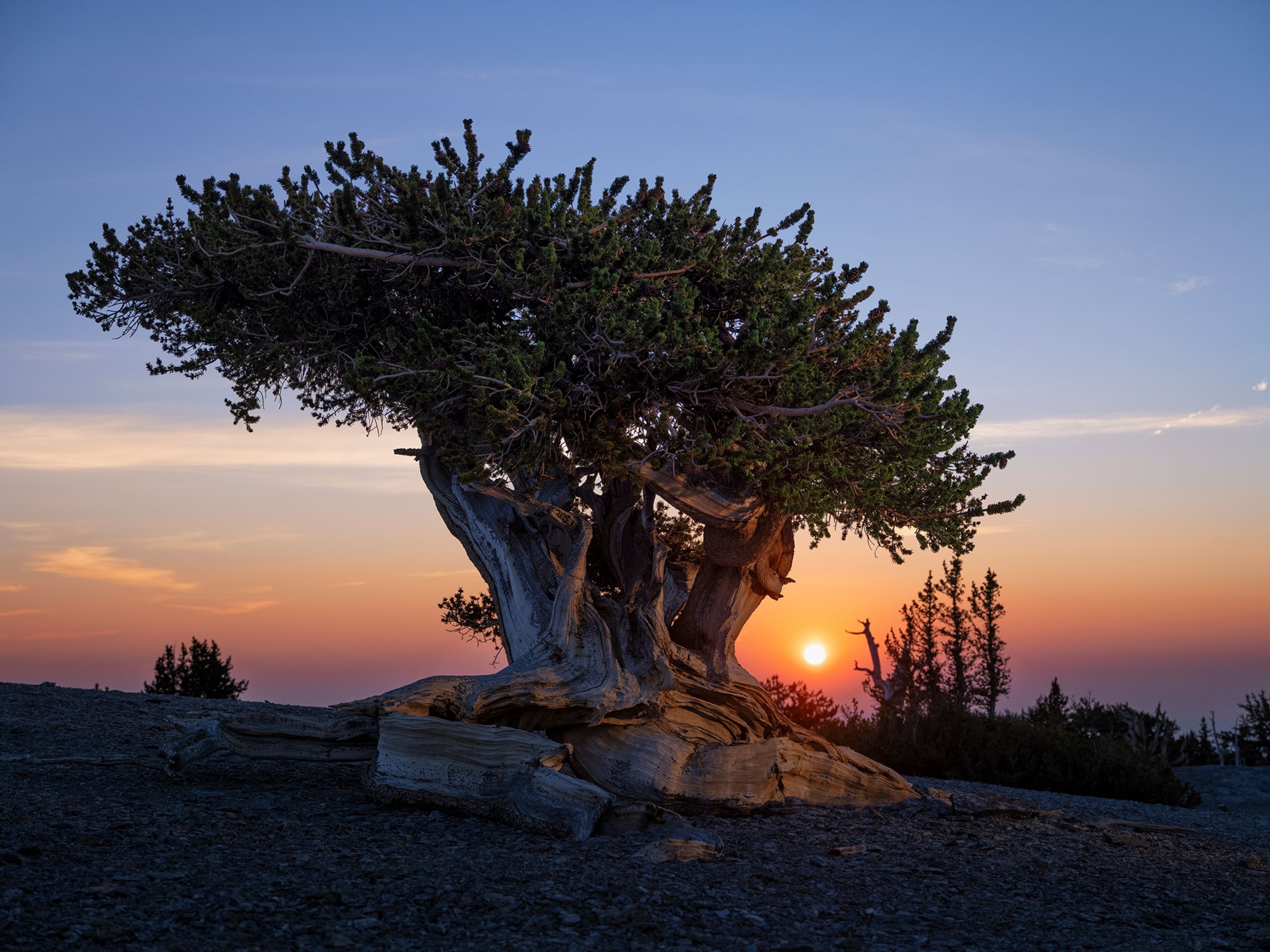 A bristlecone pine tree in the foreground of a colorful sunset.