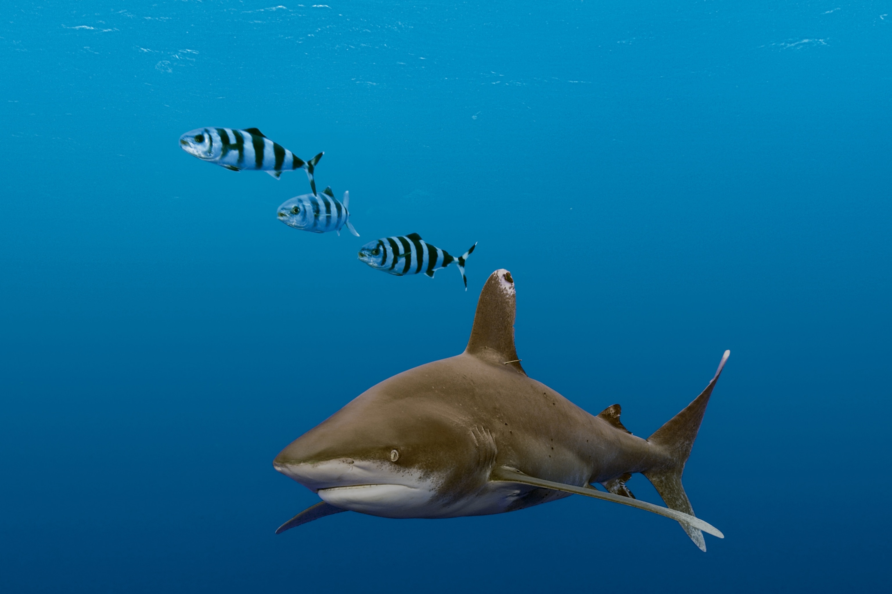 oceanic whitetip and pilot fish