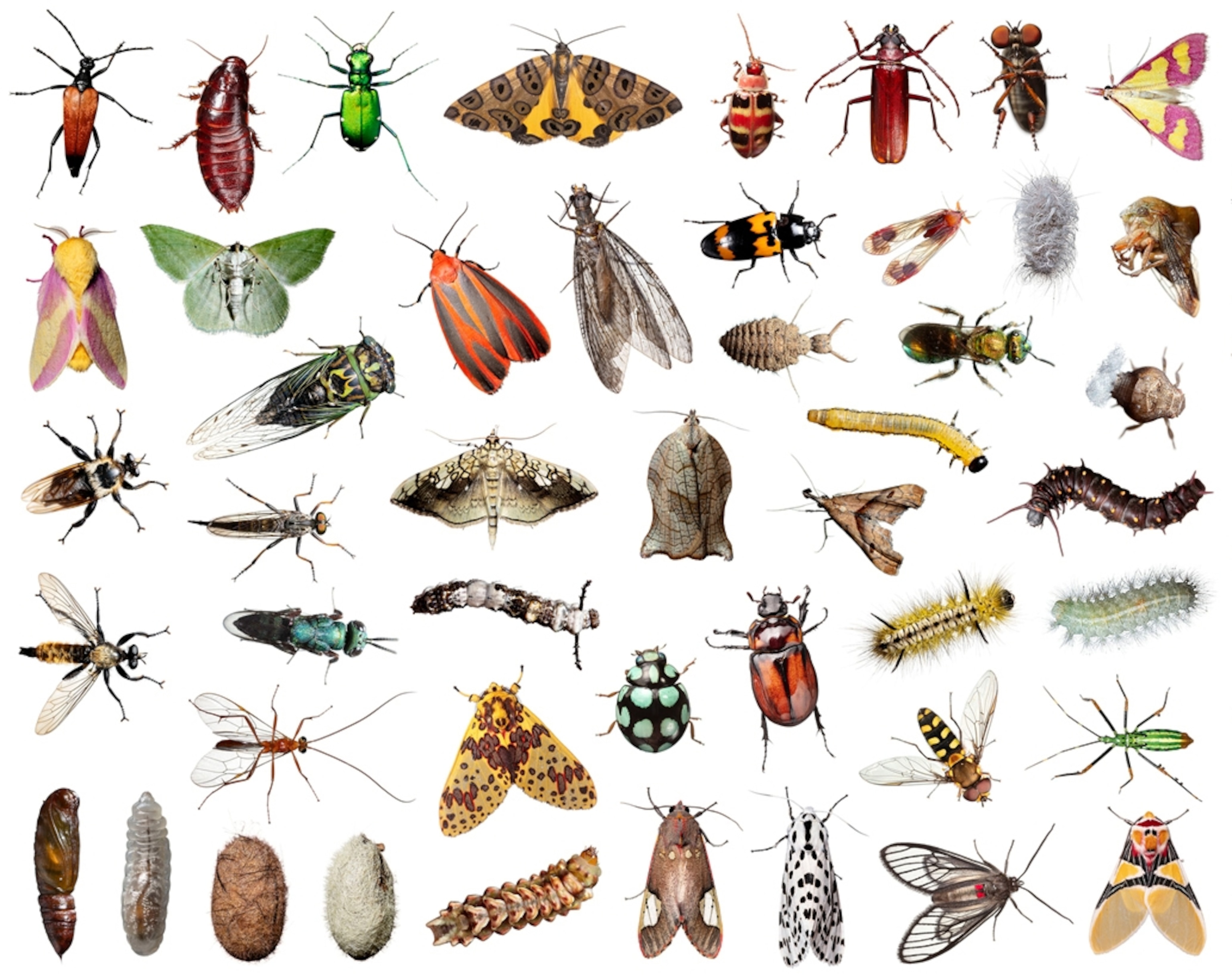multiple different species of insects