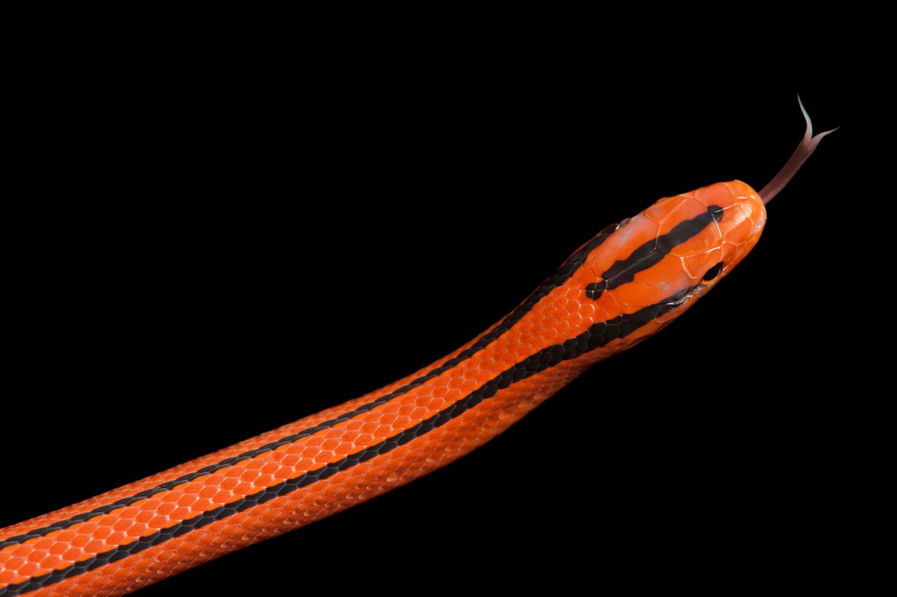 snake
