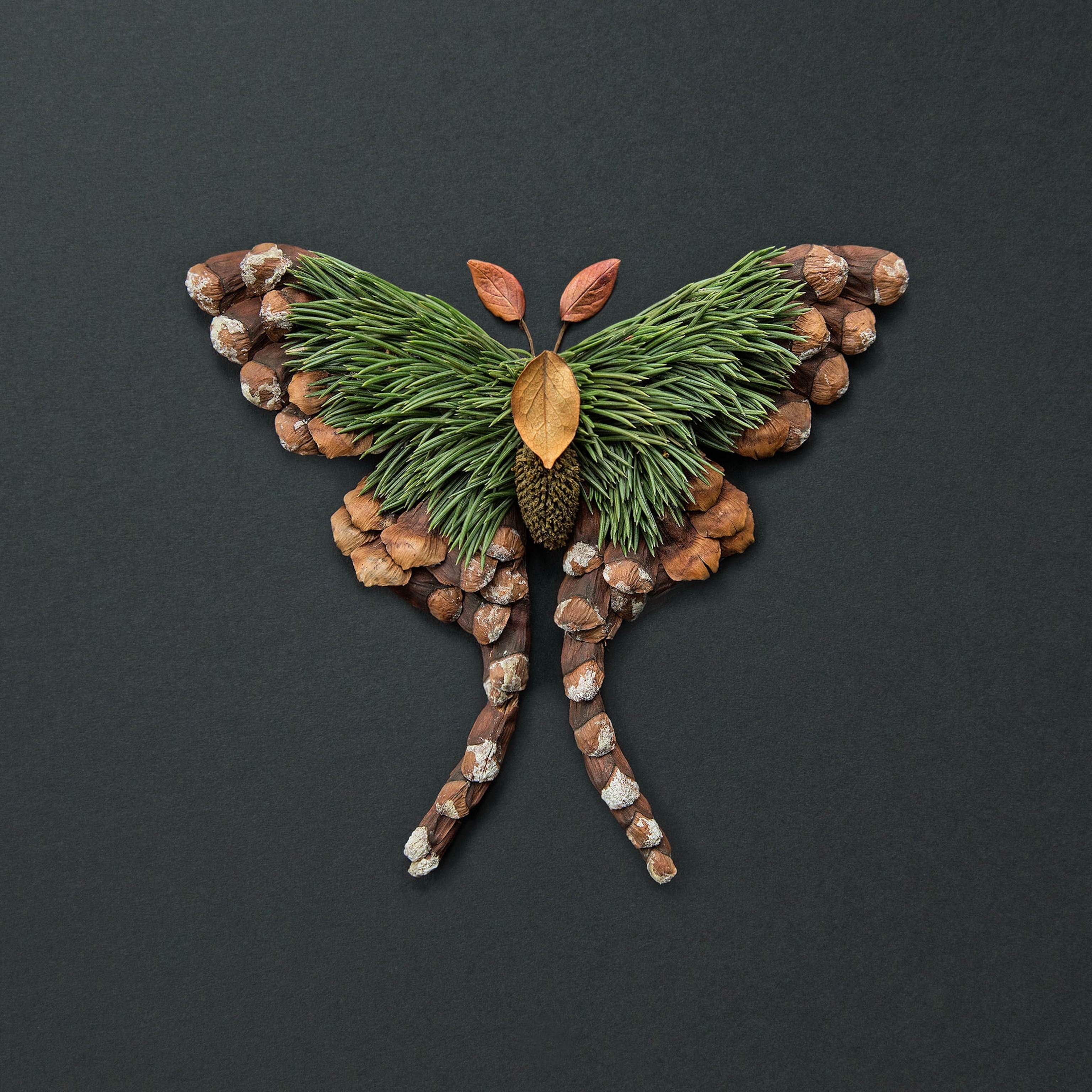 flower bugs