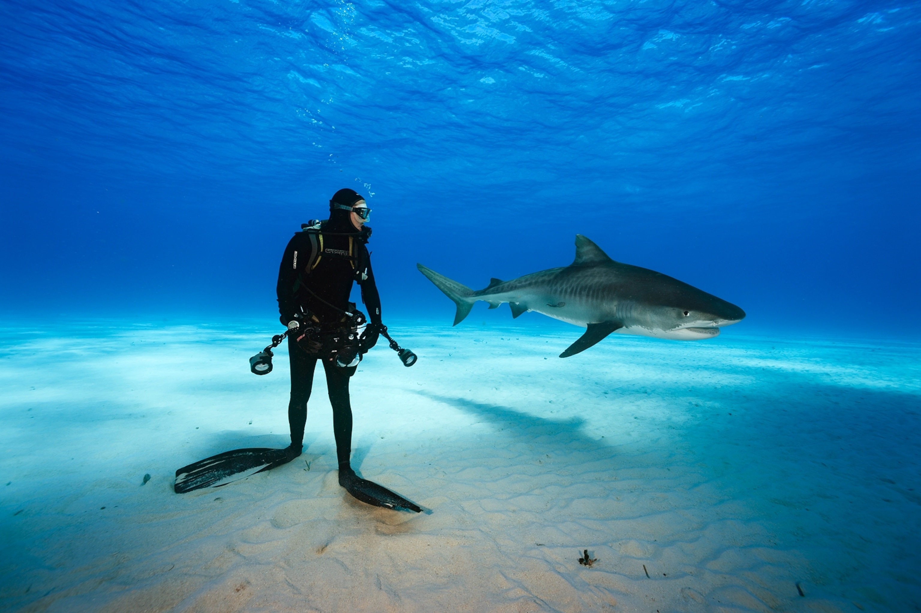 a diver and tiger shark in the Bahamas