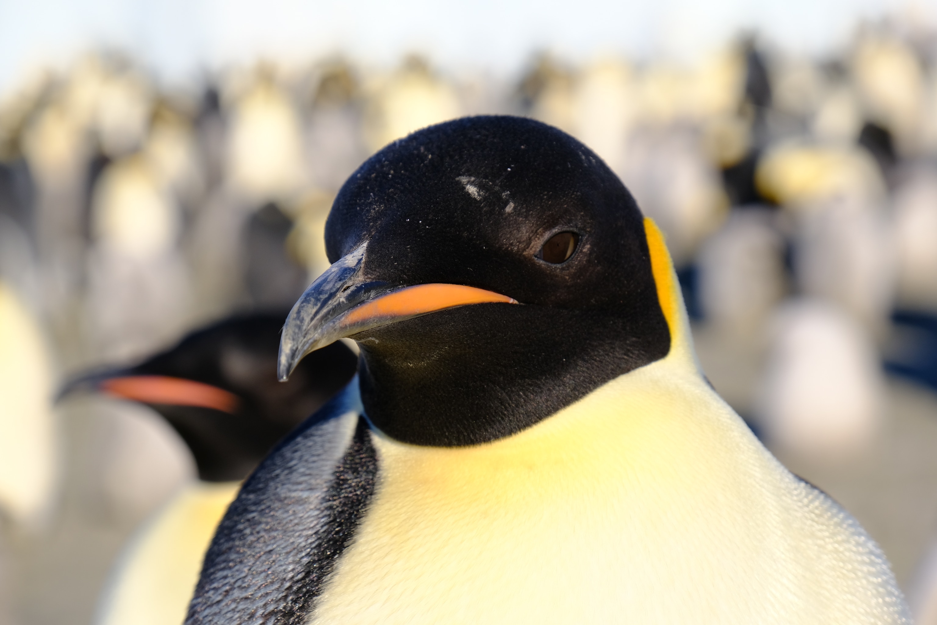 Emperor penguins at the colony great close up