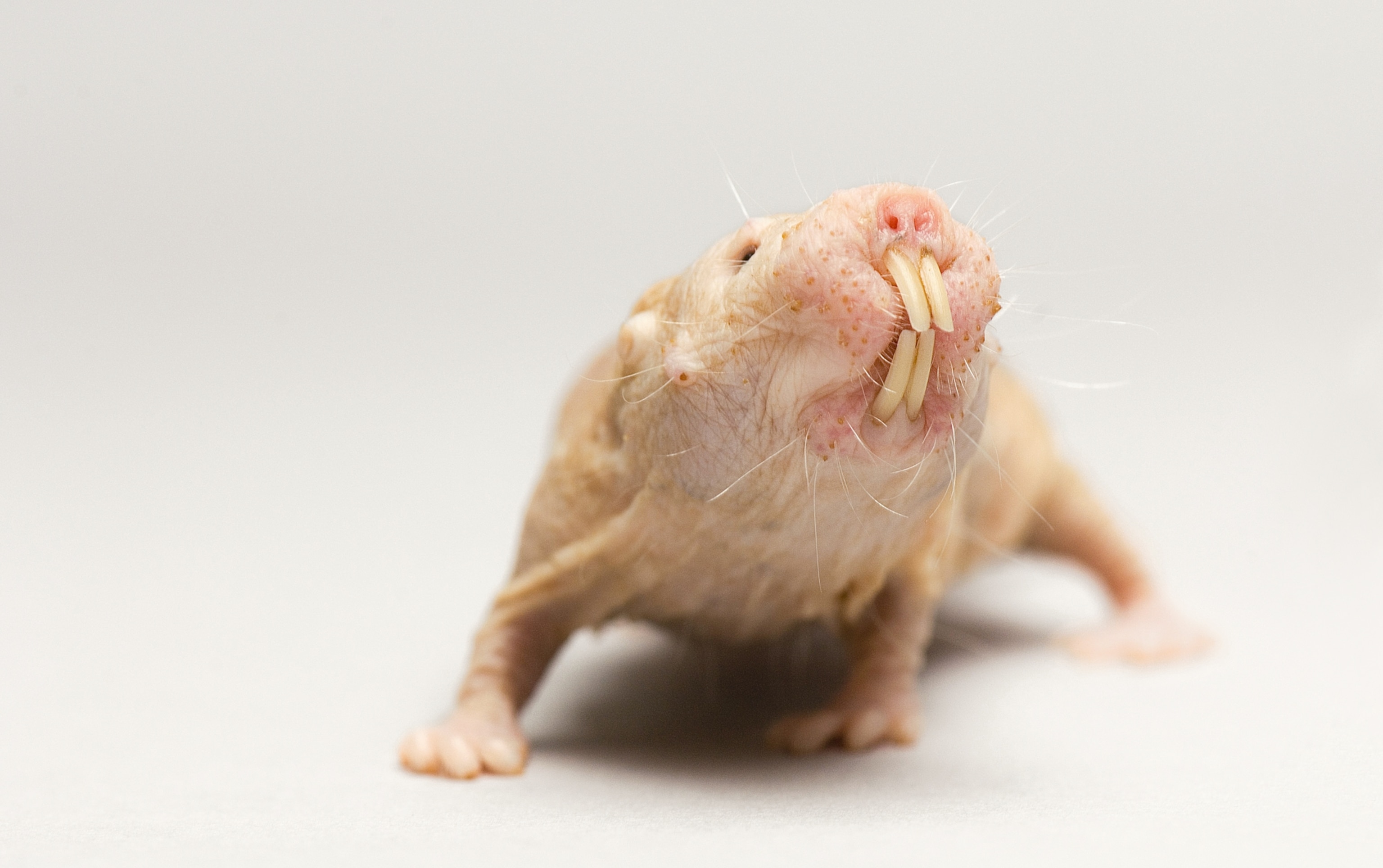 a naked mole rat