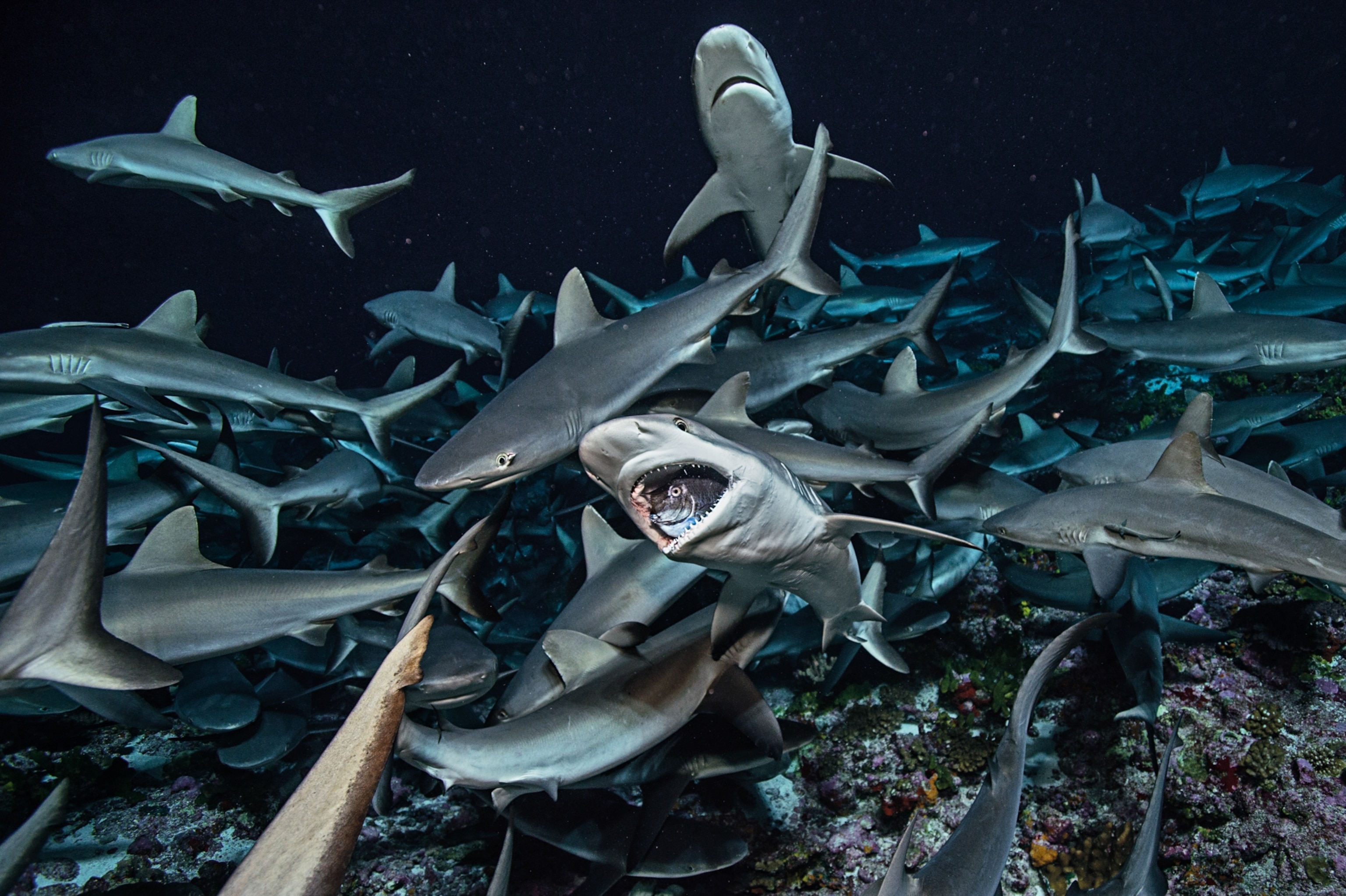A shark swimming amongst other sharks with a fish in its mouth