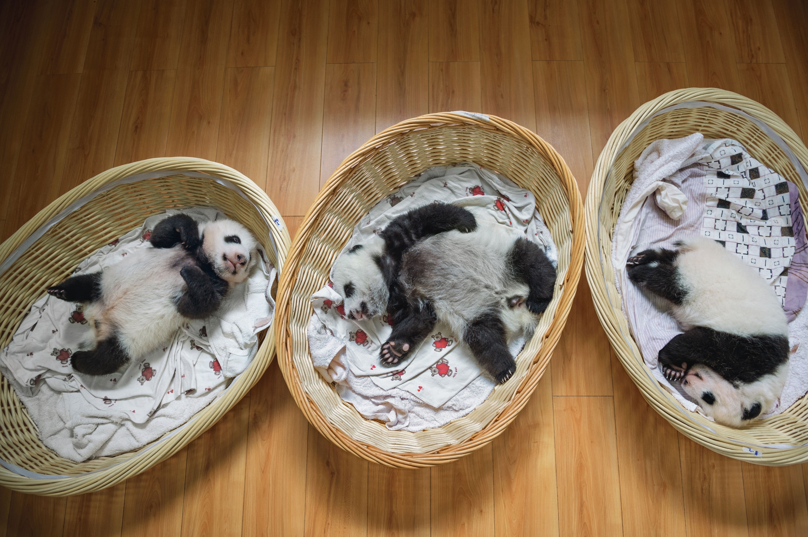 cubs in baskets at the Bifengxia panda nursery in China