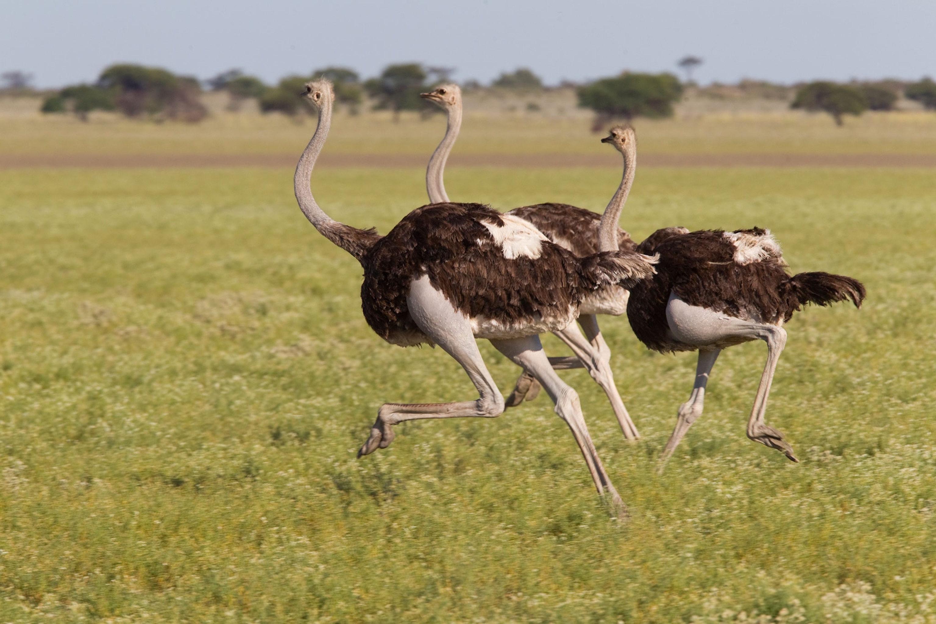 a trio of ostriches, Struthio camelus, running