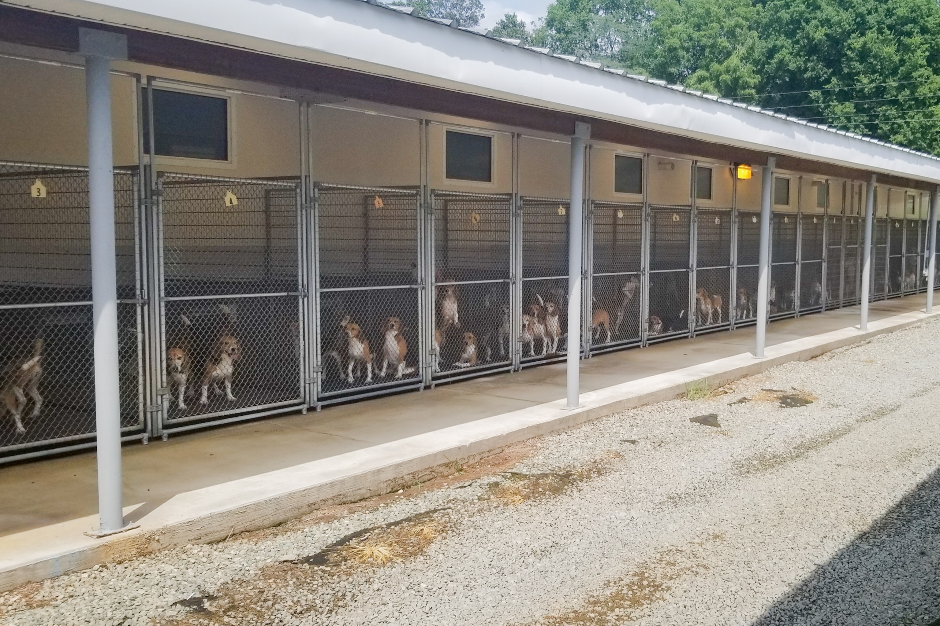 Picture of open air kennels full of beagles.