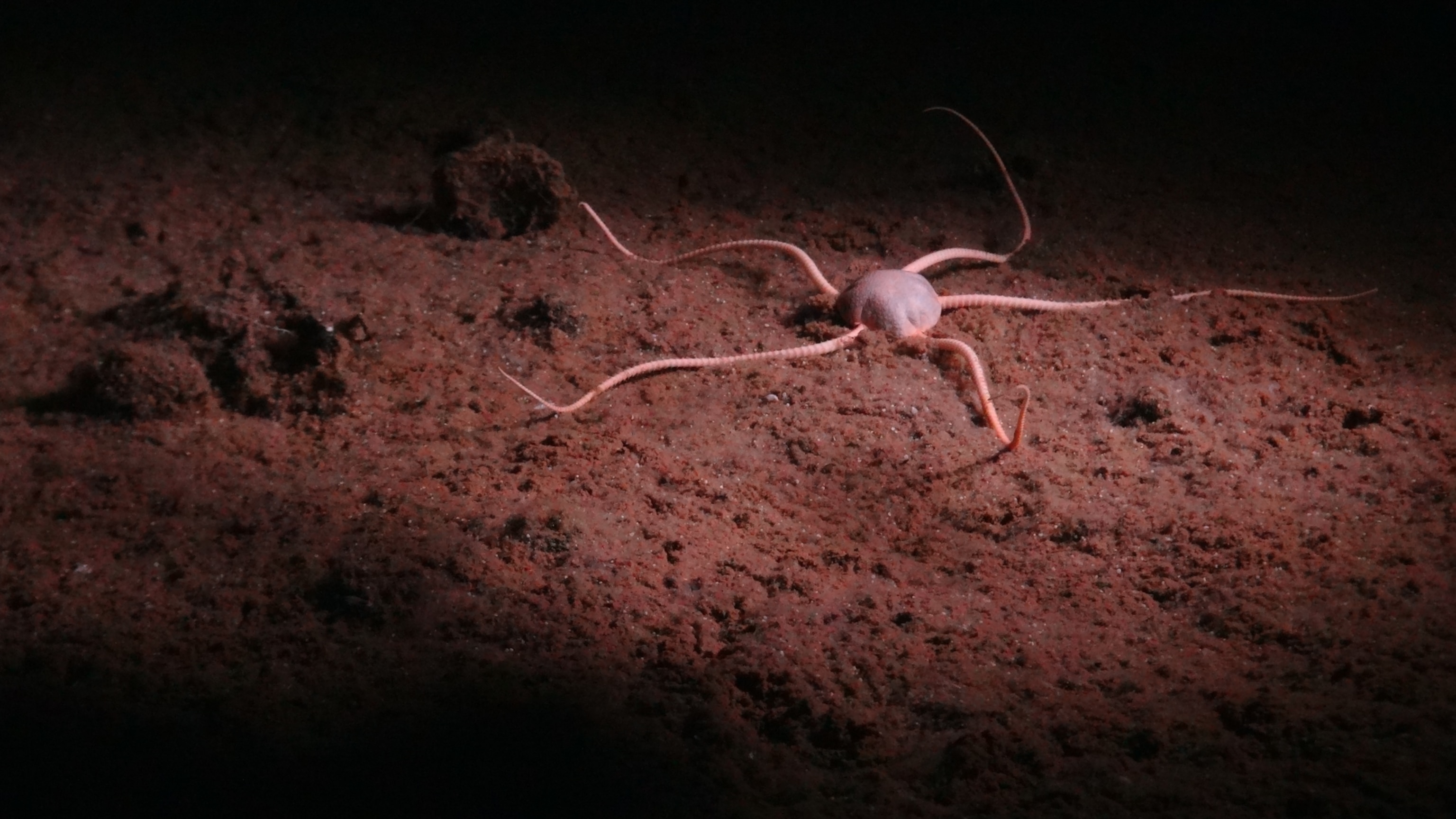 An underwater view from the ROV Isis shows its lights shining on a species of brittle star on the ocean floor.
