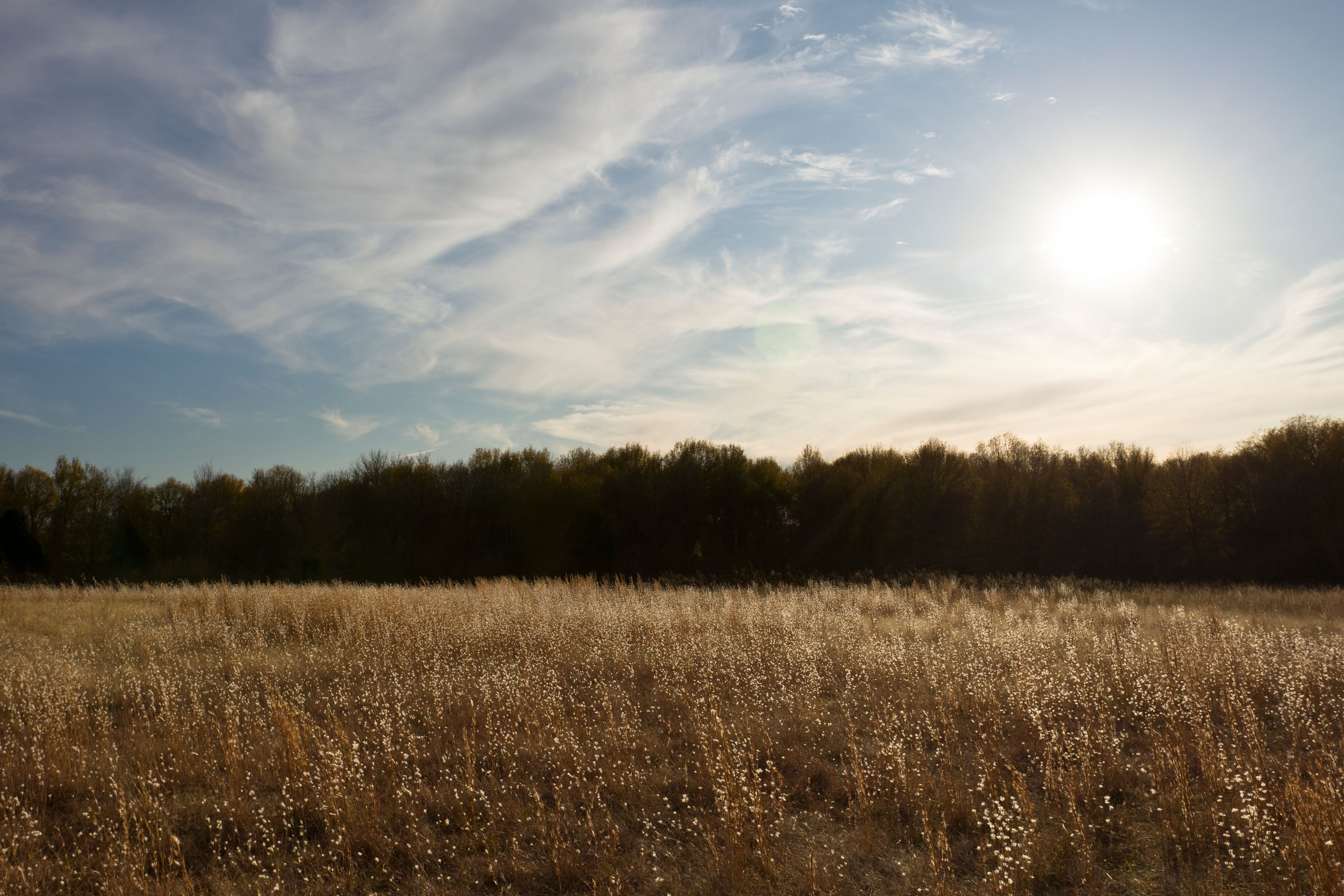 The field of wild grass at Spiro Mounds Archeological Site in Oklahoma