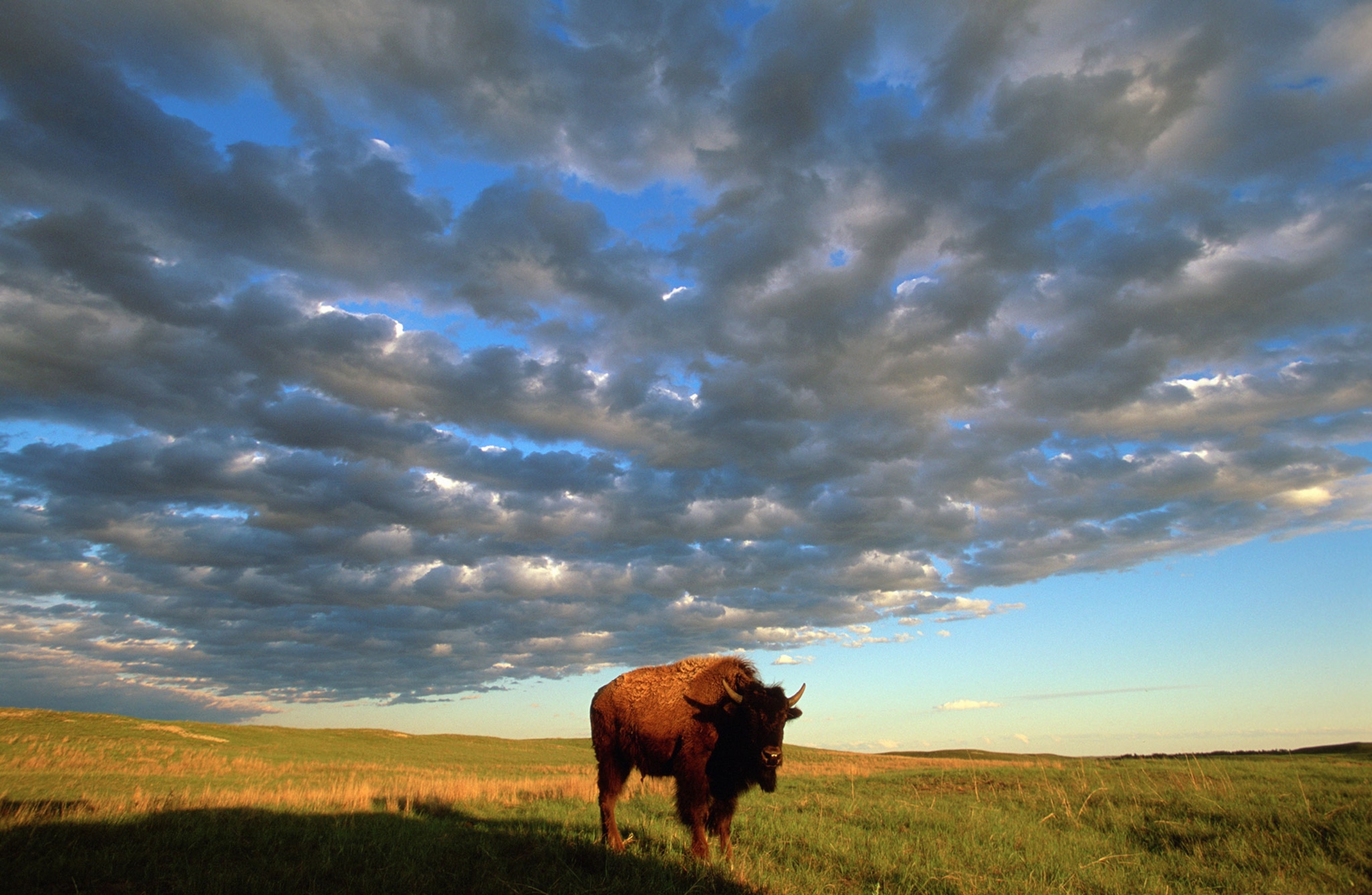 Bison in Nebraska