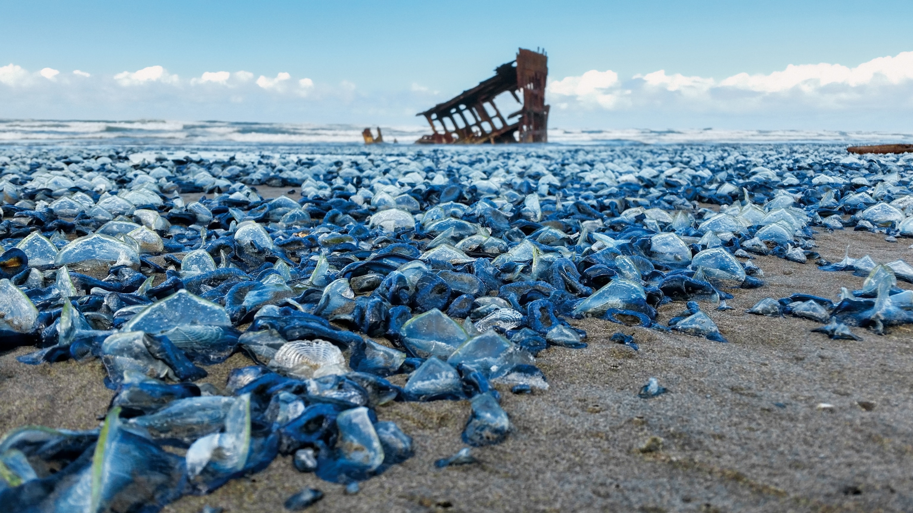 jellyfish-like animals known as “by-the-wind sailors” on an Oregon beach