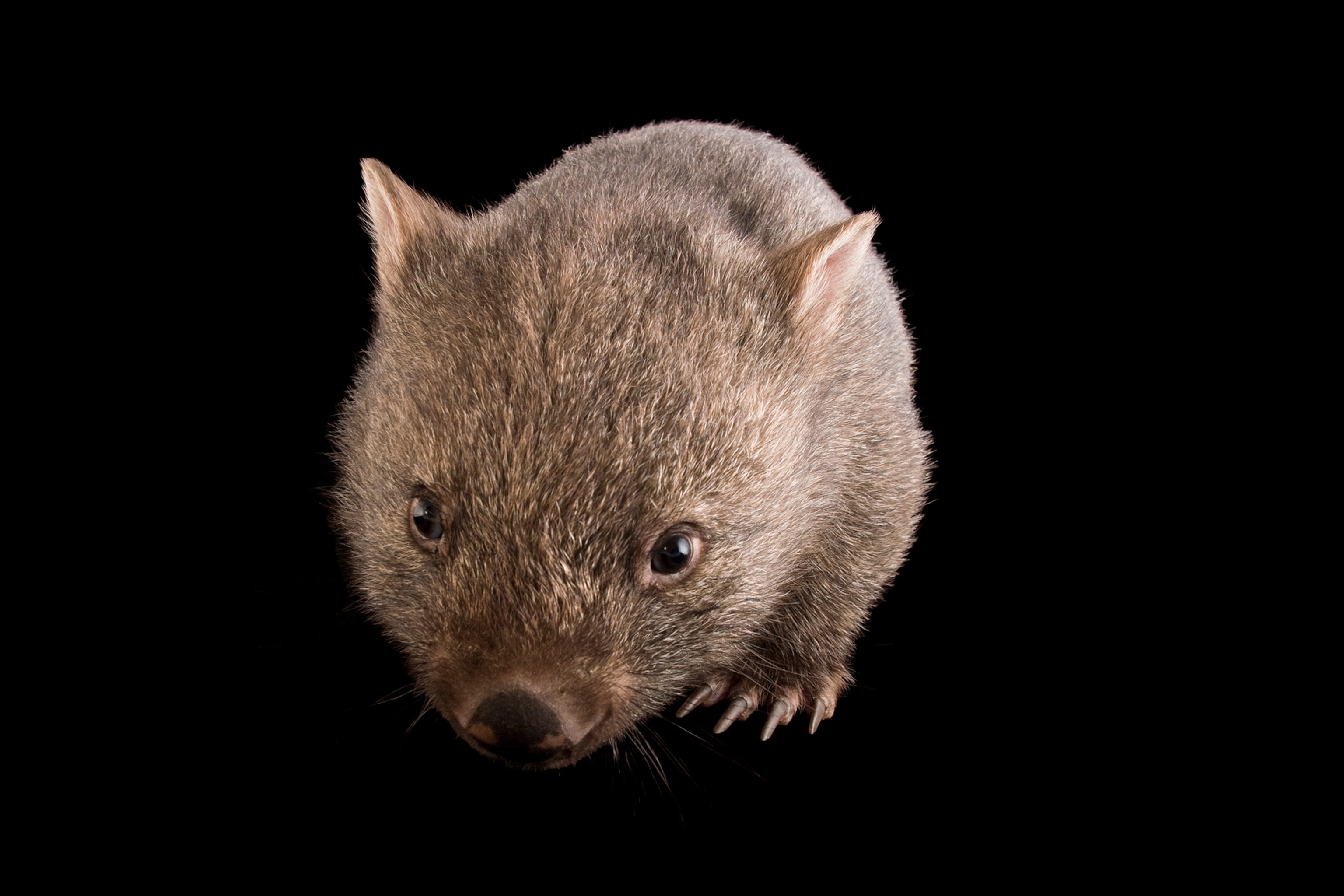 a common wombat