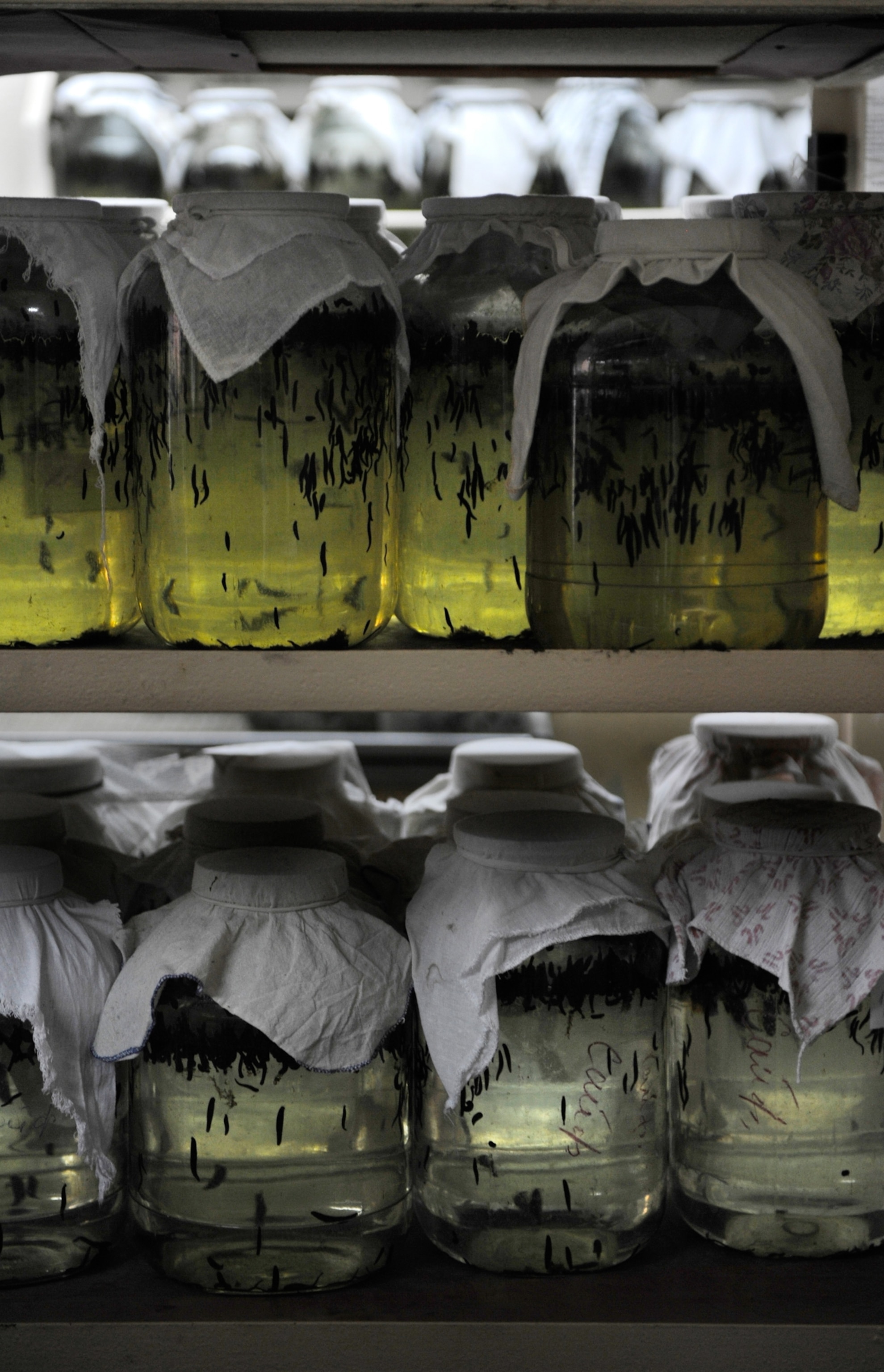 Stacked jars of medical leeches are seen at the International Medical Leech Centre.