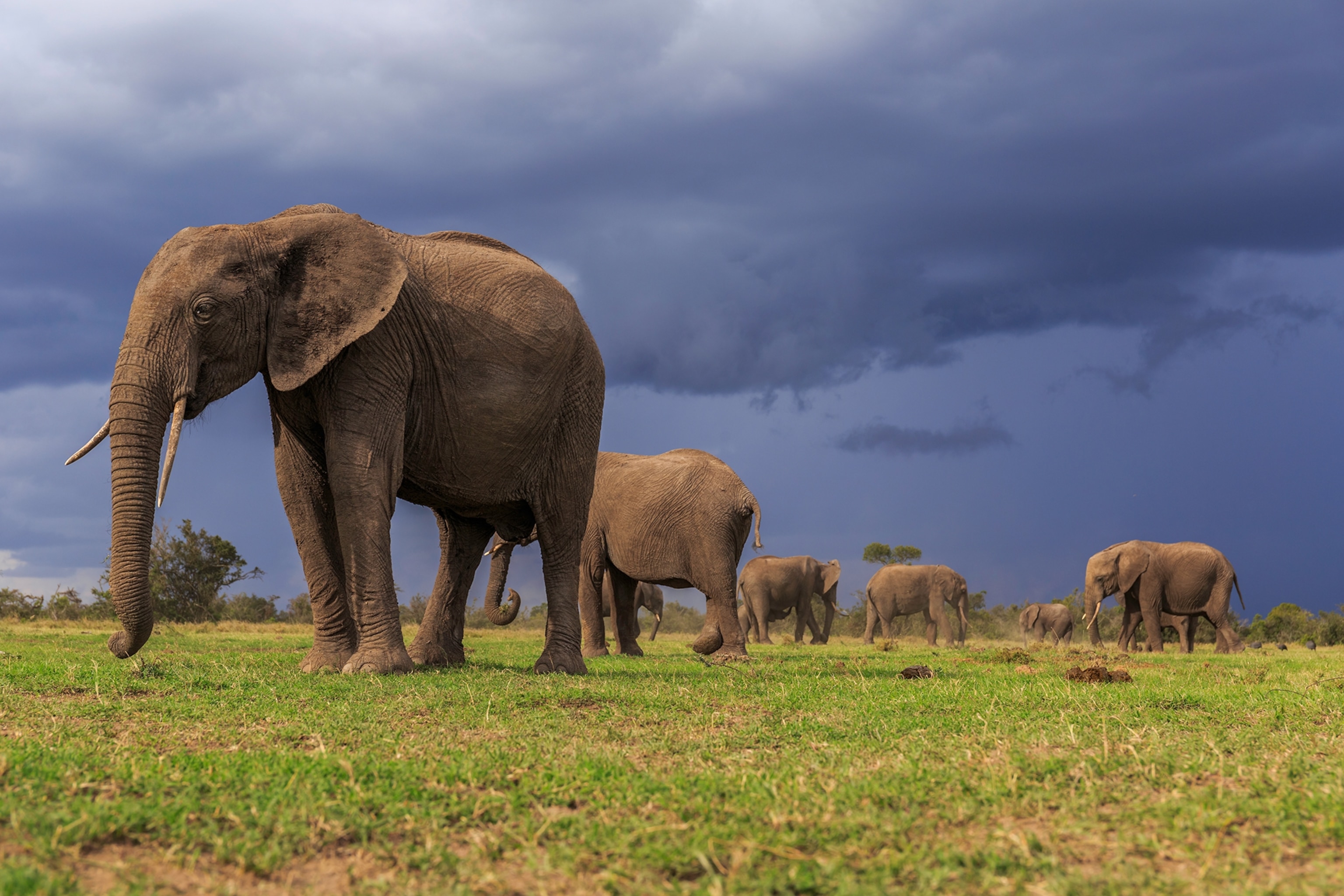 elephants in a field
