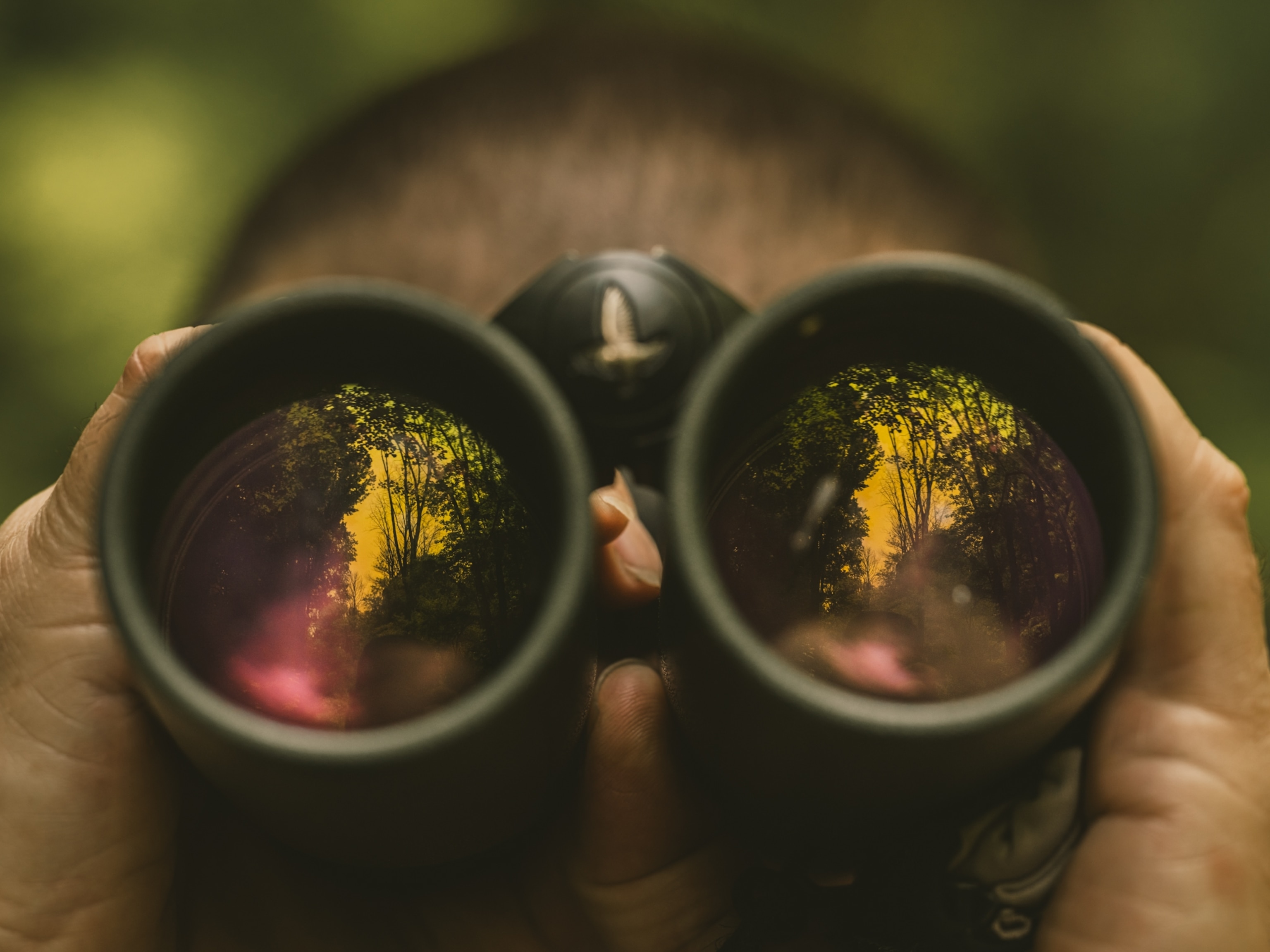 purple and yellow tint in the lens of binoculars as they reflect the forest