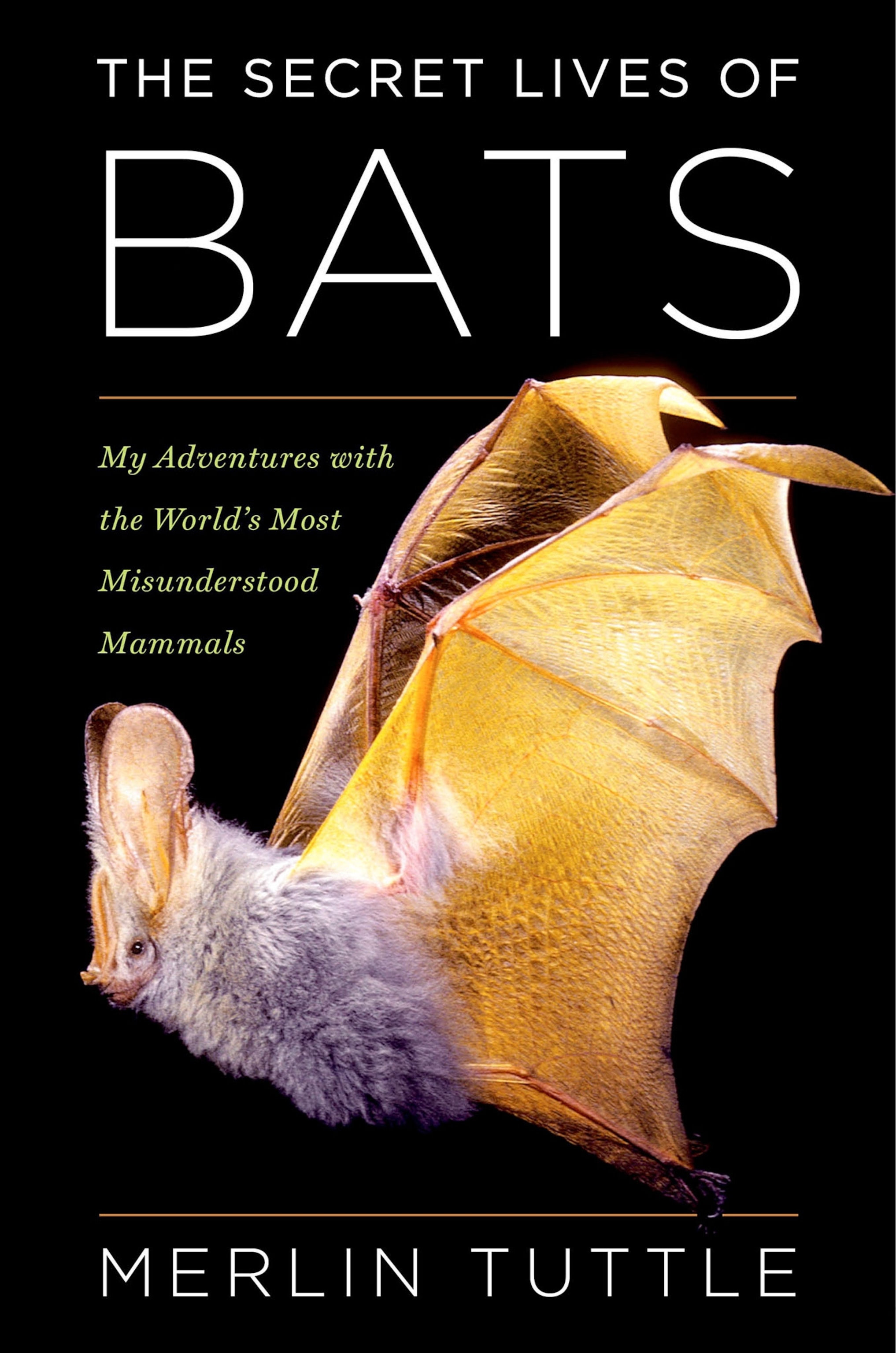 the cover of a book about bats