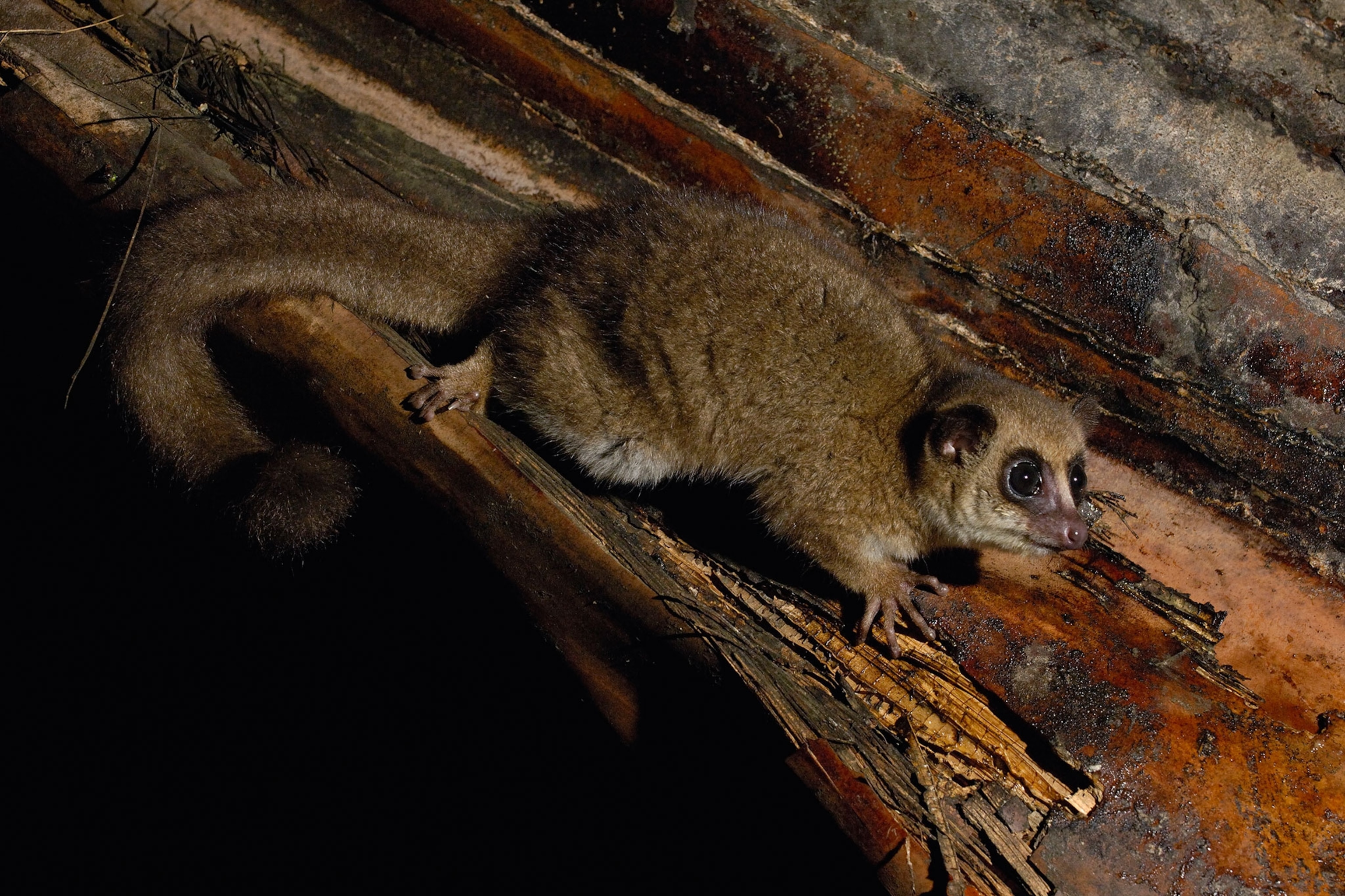 a greater dwarf lemur