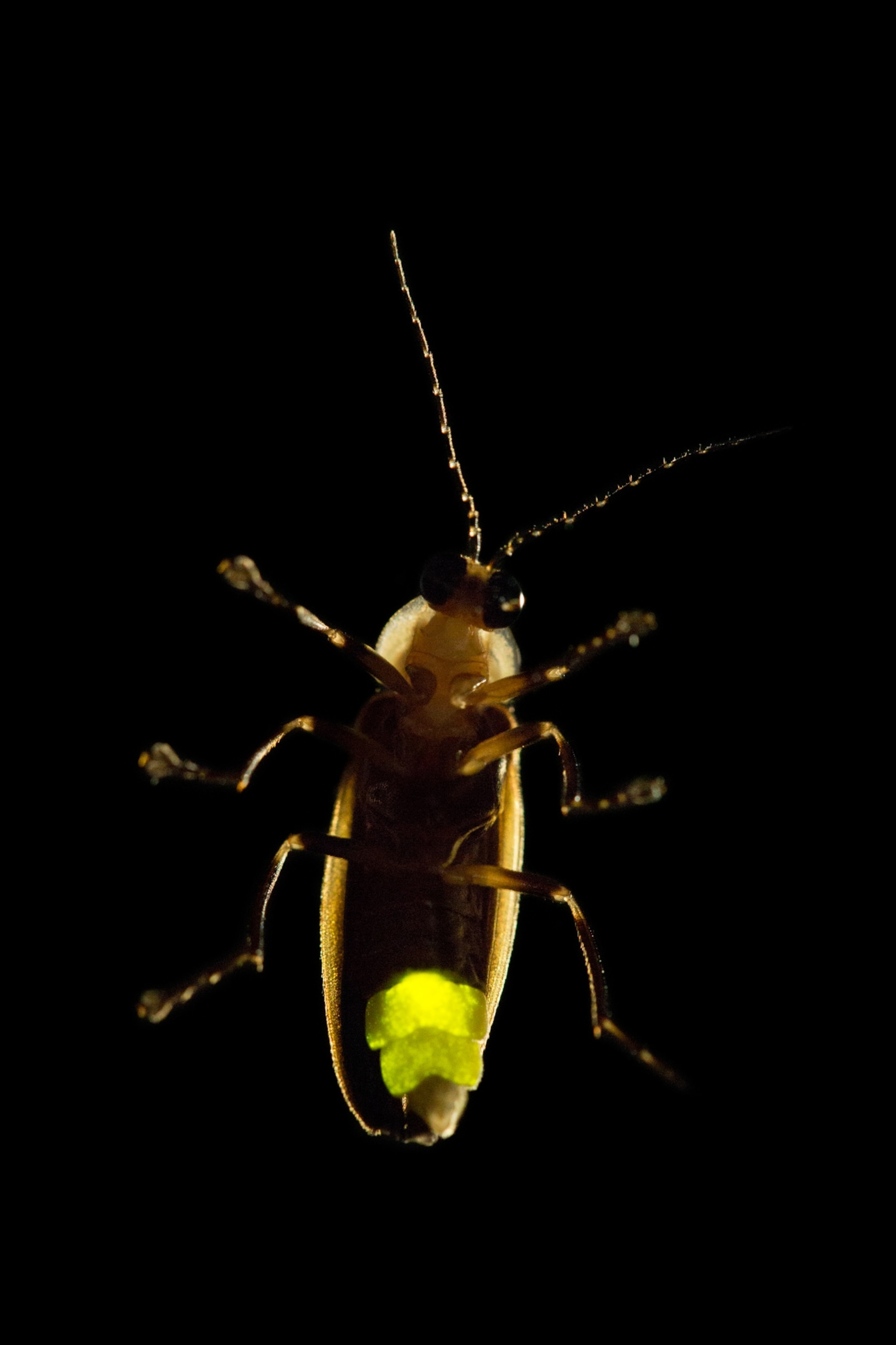 A firefly shot from below, against a black background.