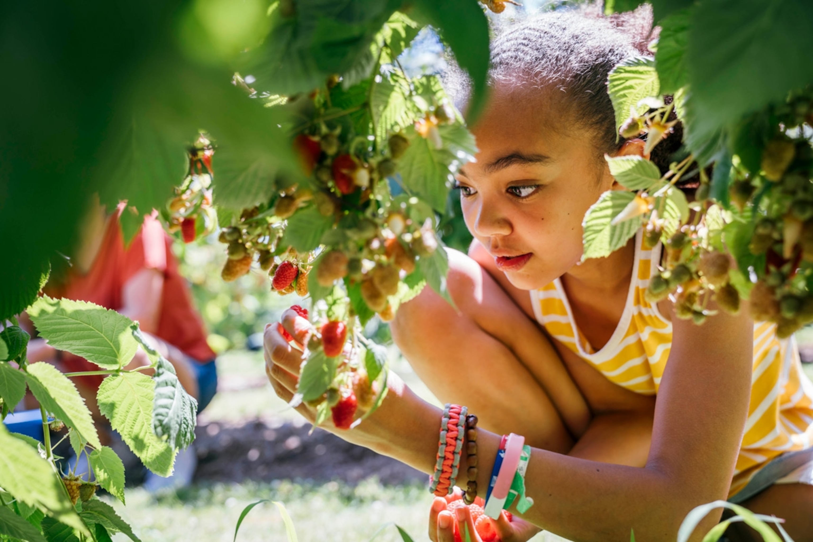 Girl picking raspberries. Portland, Oregon.