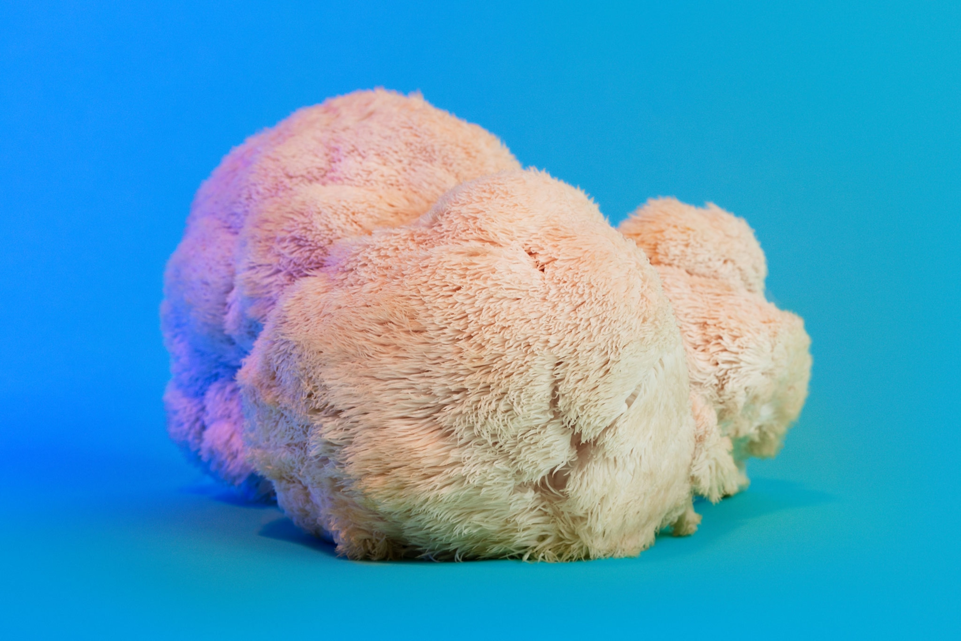 lion's mane mushroom on a blue backdrop