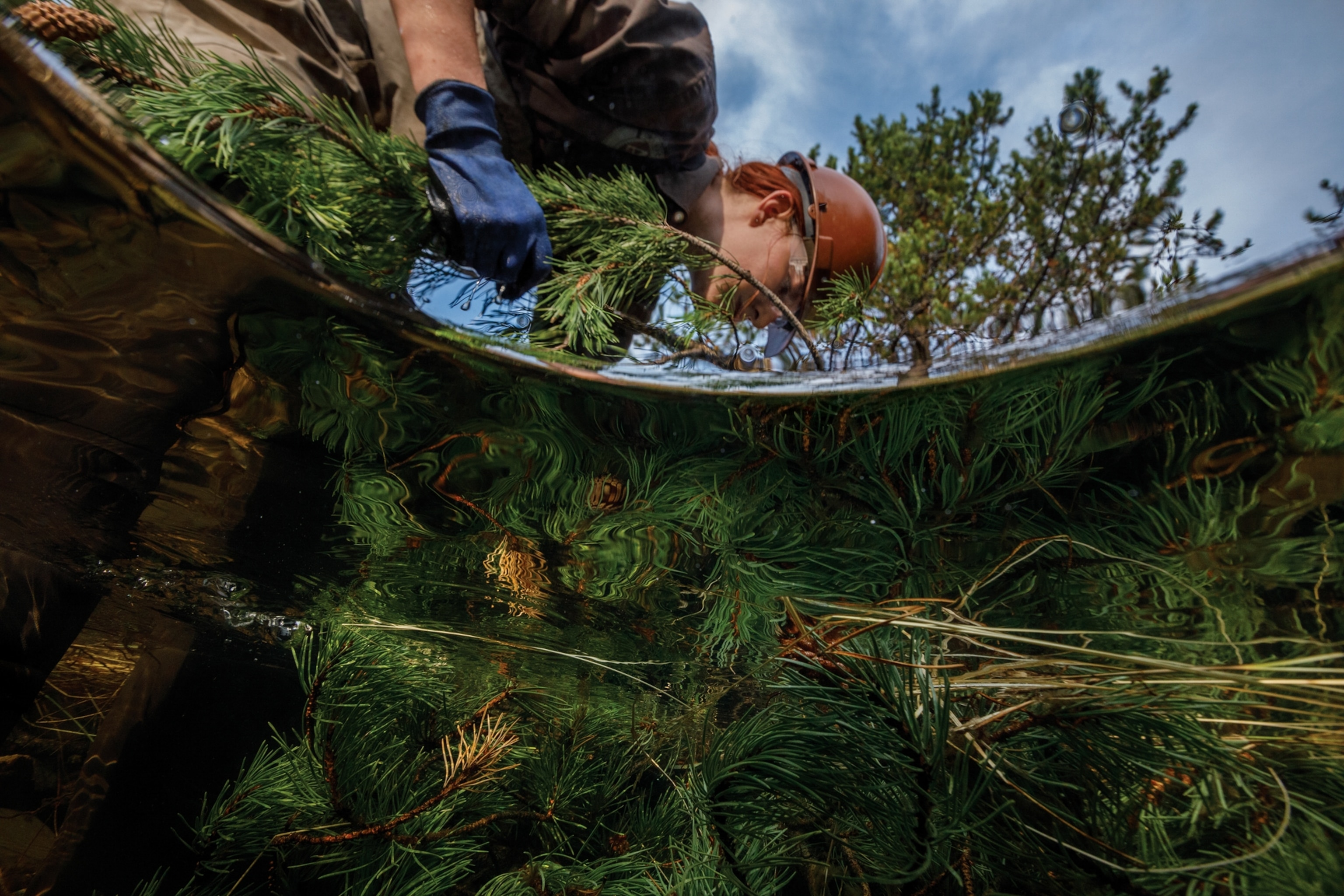 Picture of Hannah Clifford seen from underwater as she packs evergreen branches into a faux beaver dam.