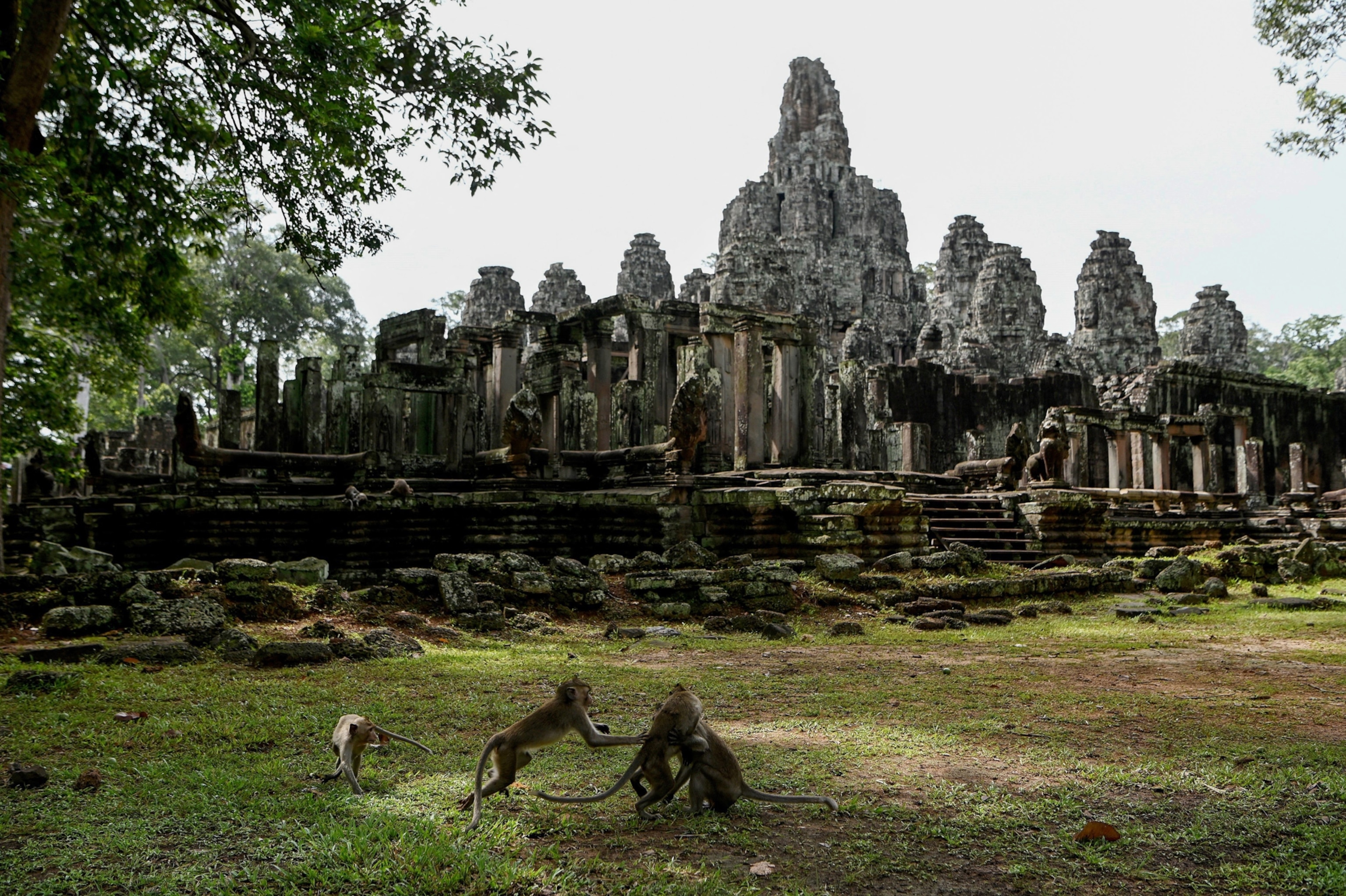 A small group of long-tailed macaque monkeys are seen playing on grass in the foreground; in the background stands the ancient ruins of Bayon Temple.