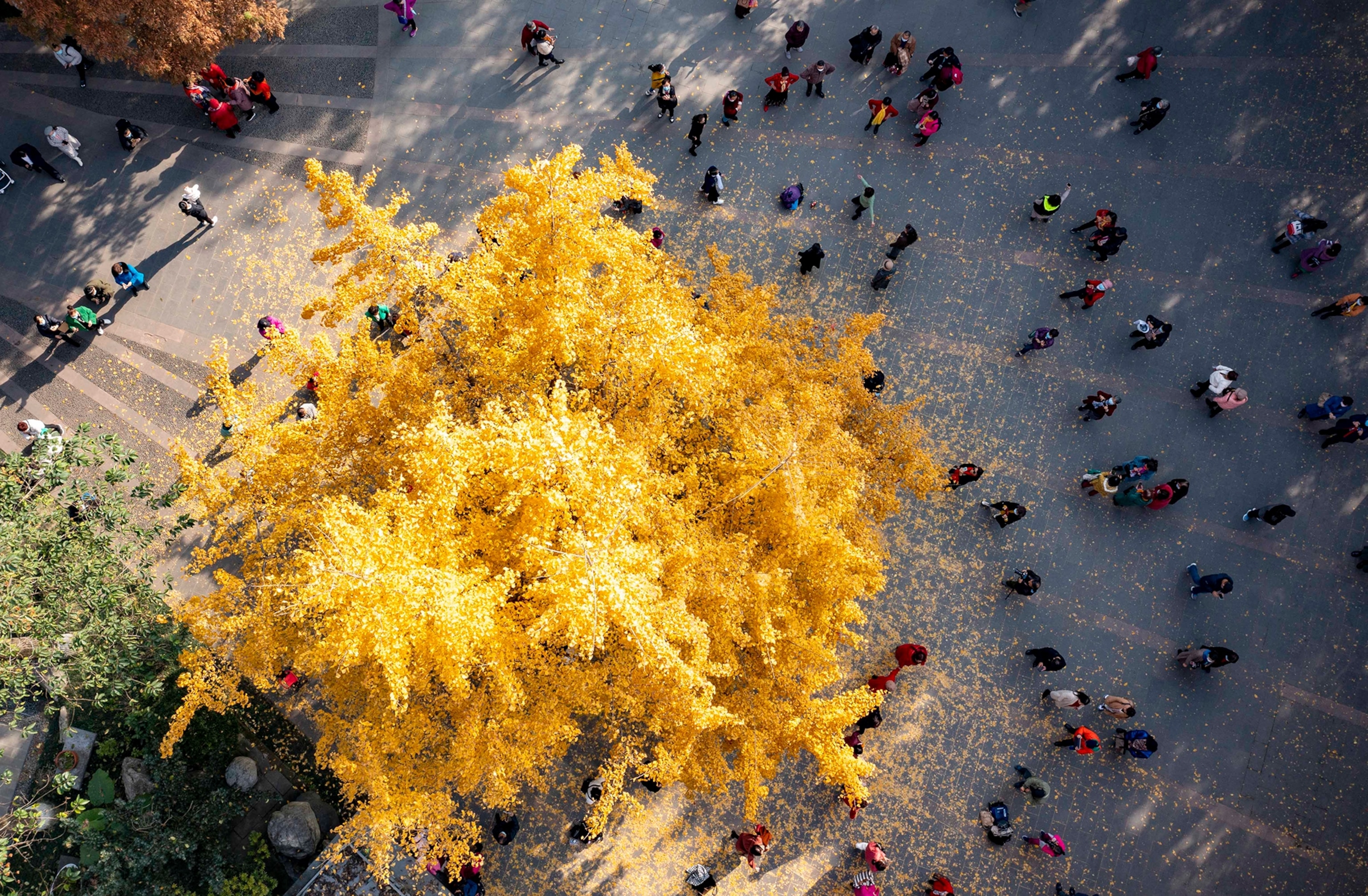 An areal photo of Tourists visiting a ginkgo tree in Chengdu, Sichuan Province of China.