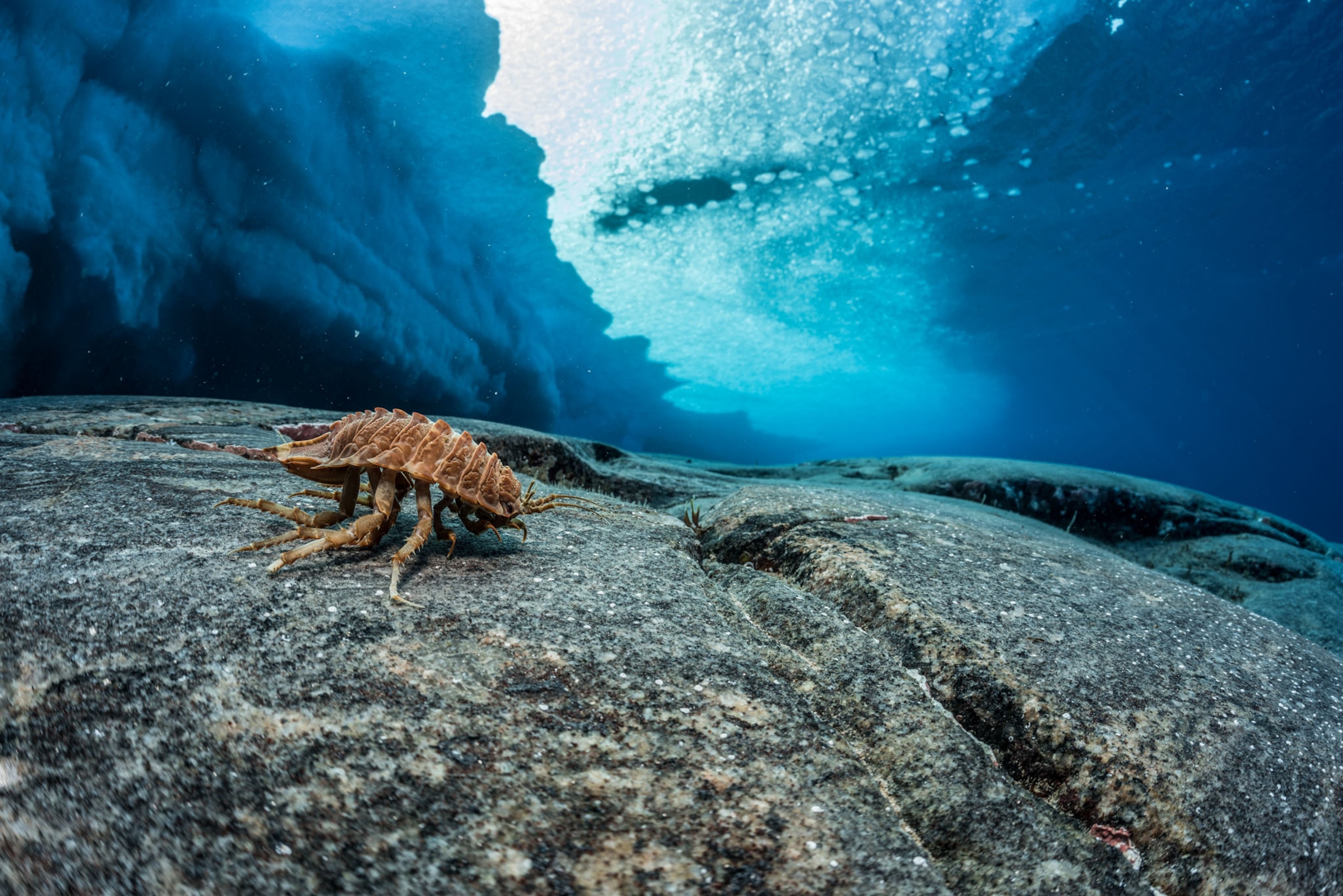 a rigid crustacean walking on rock on the ocean floor