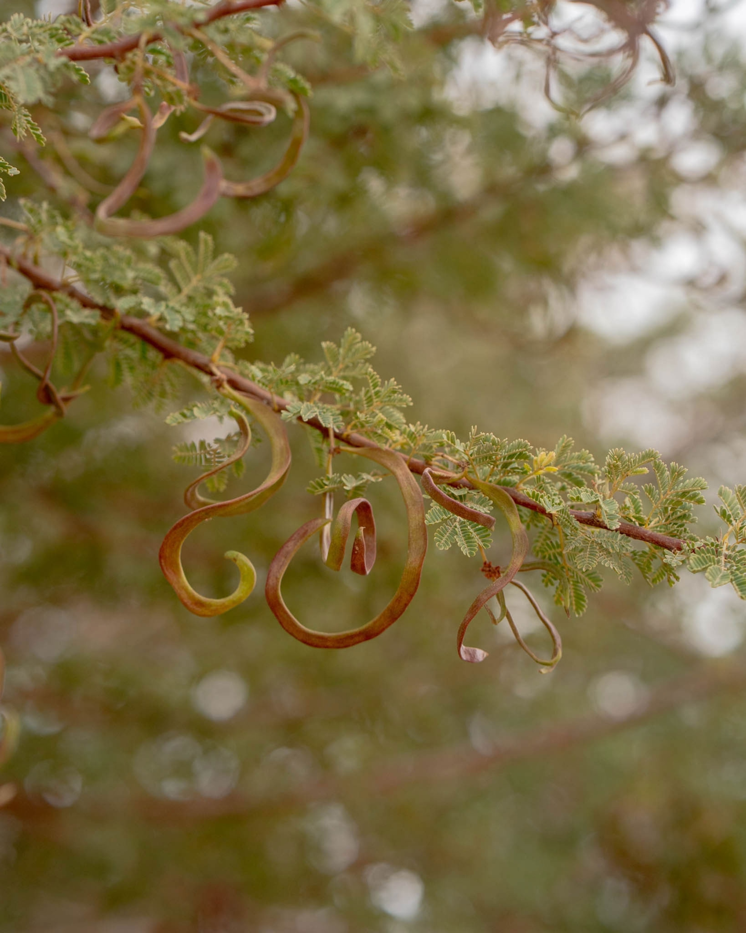 curly brown seed pods hanging from an acacia tree