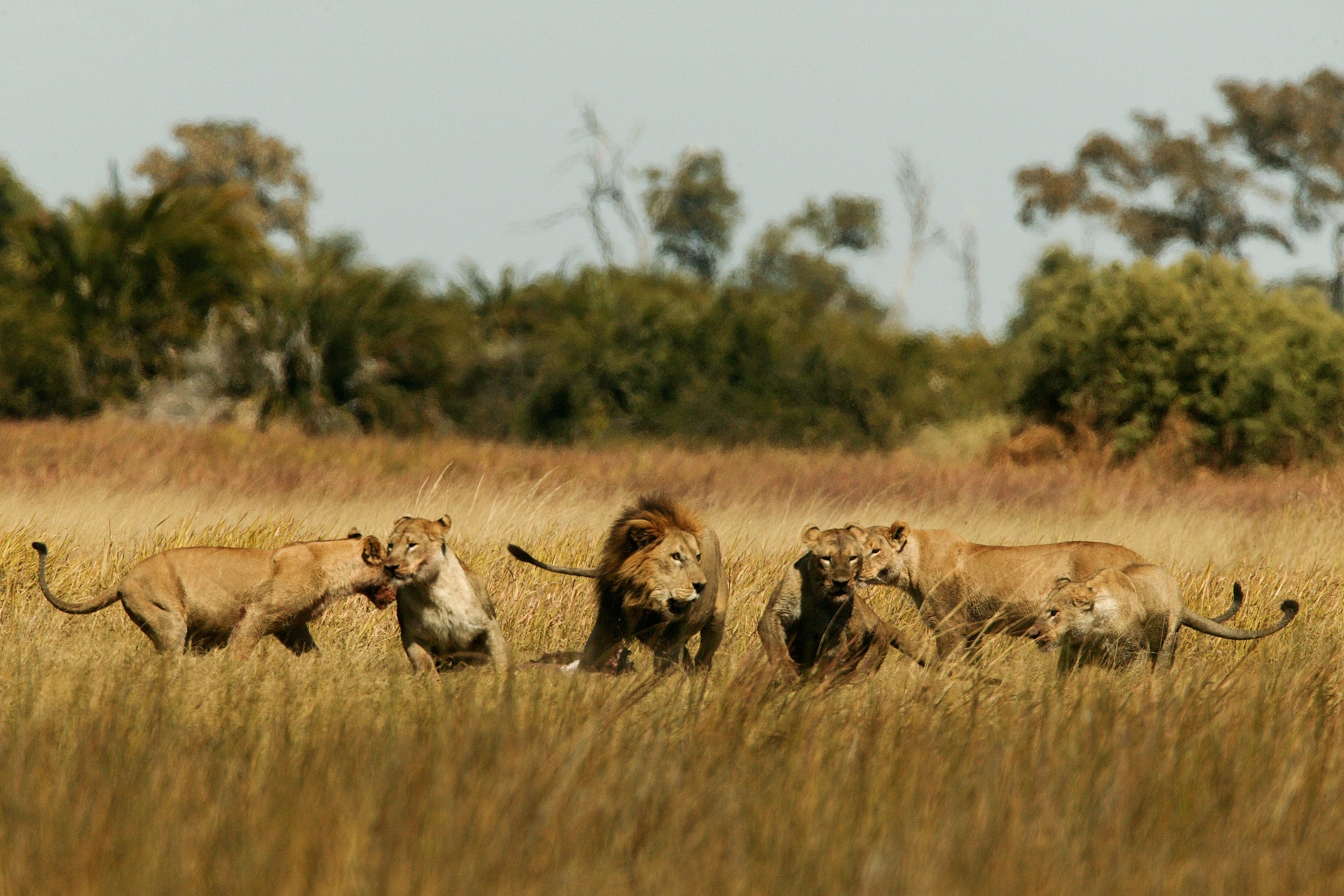 a pride of lions in Botswana