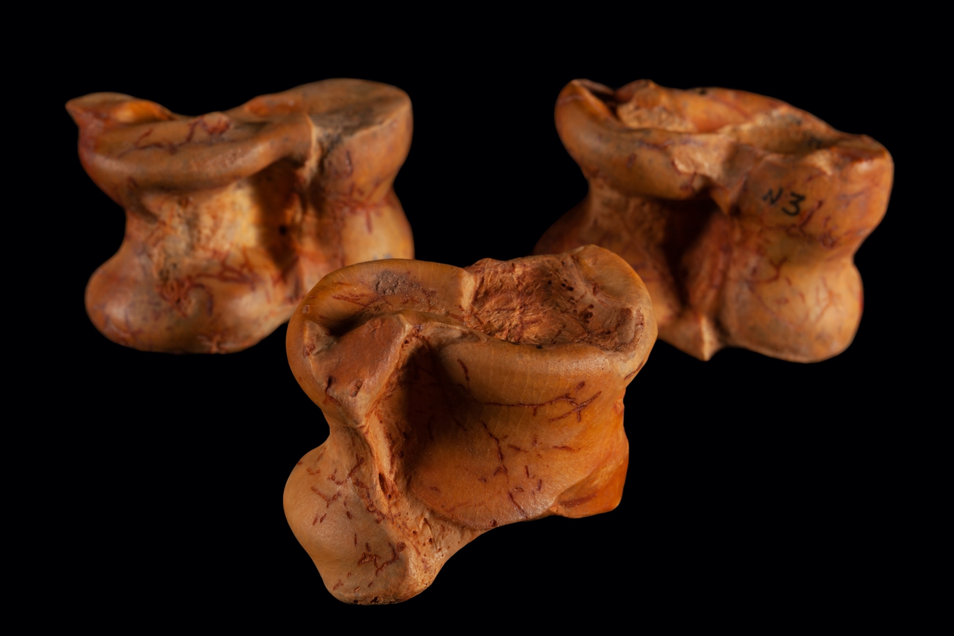 three polished sheep ankle bones