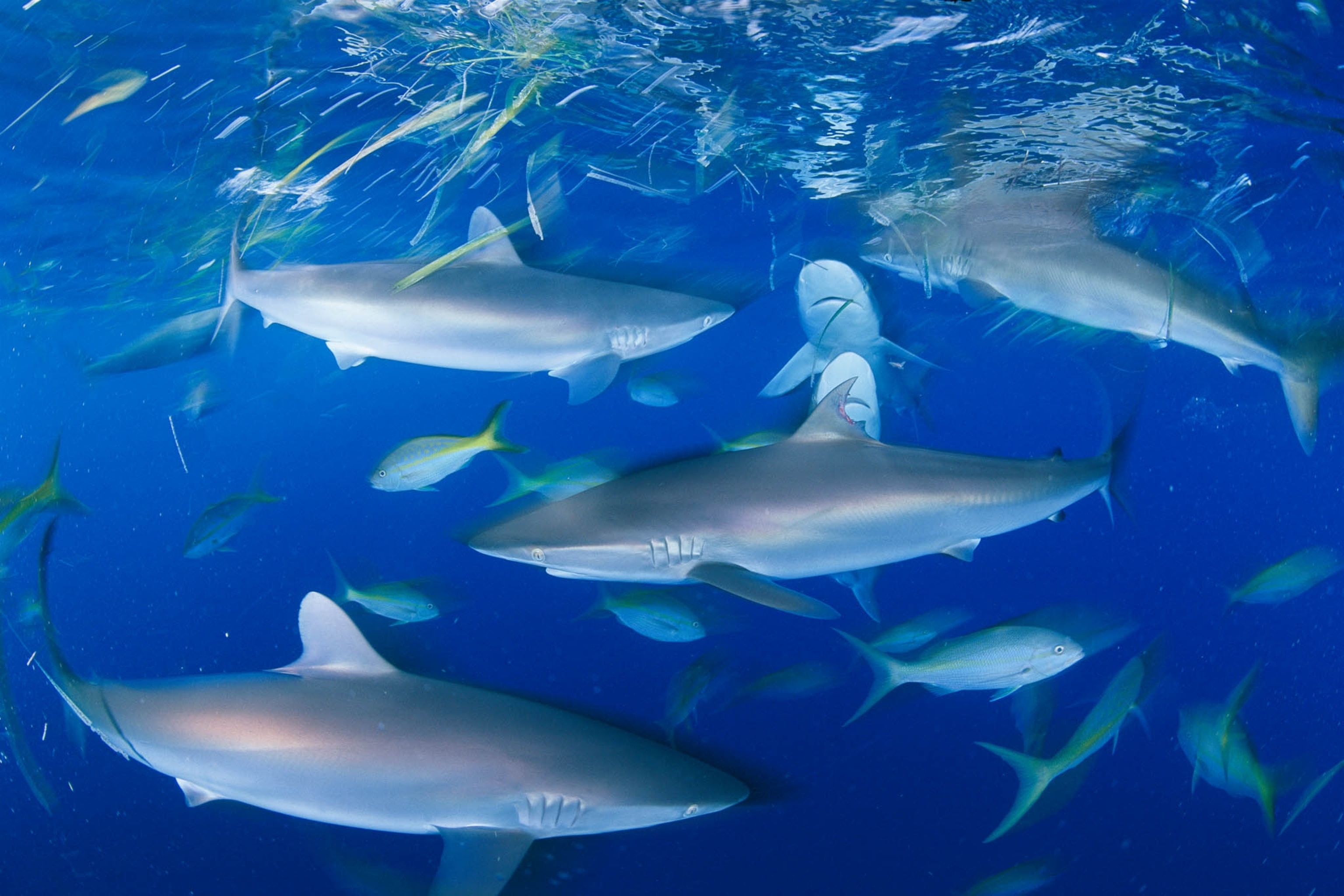 Silky sharks and yellowtail snappers feed on dive boat offerings.