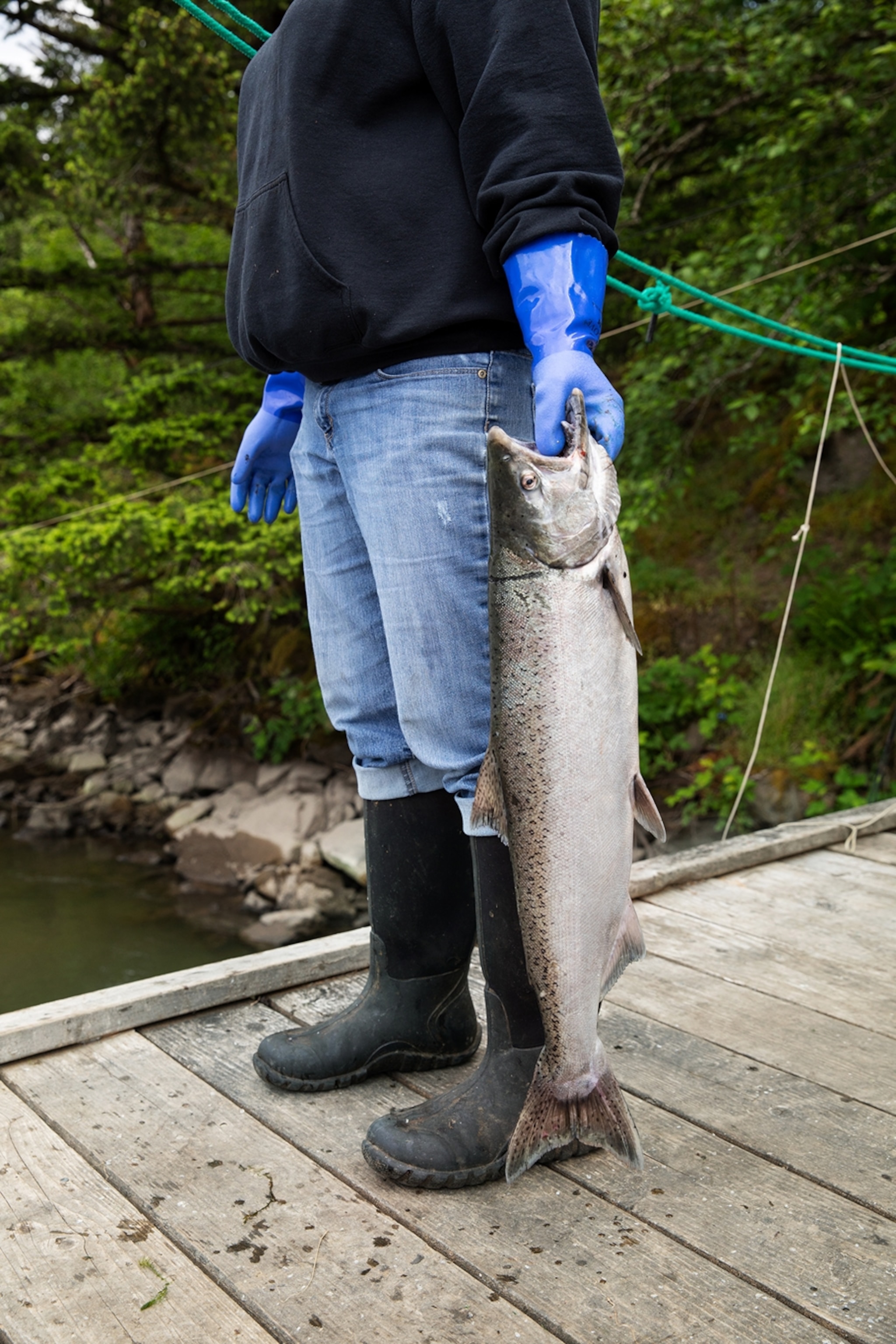 a spring Chinook caught near Cascade Locks, Oregon