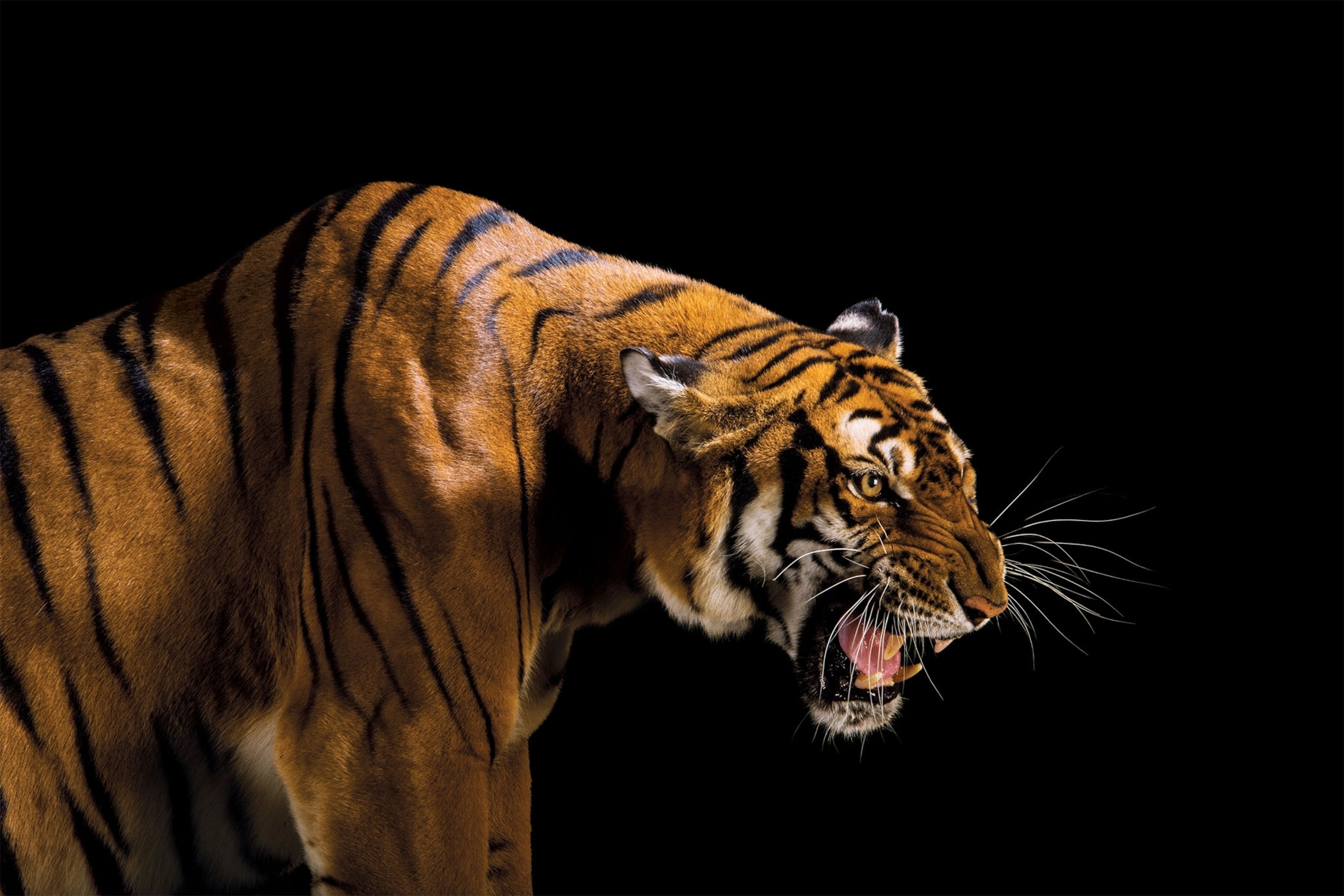 a South China tiger