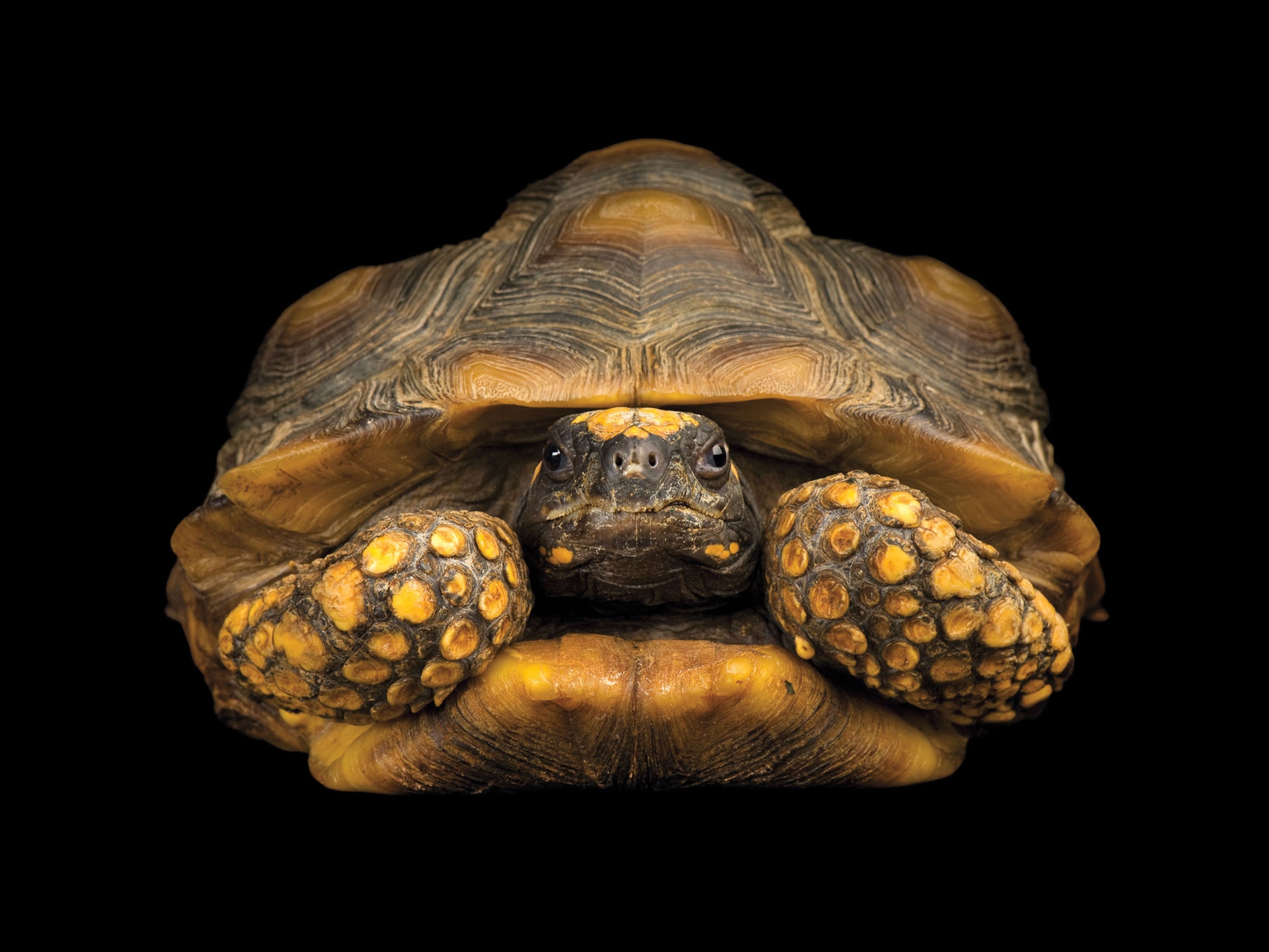 a yellow footed tortoise from from The Kansas City Zoo