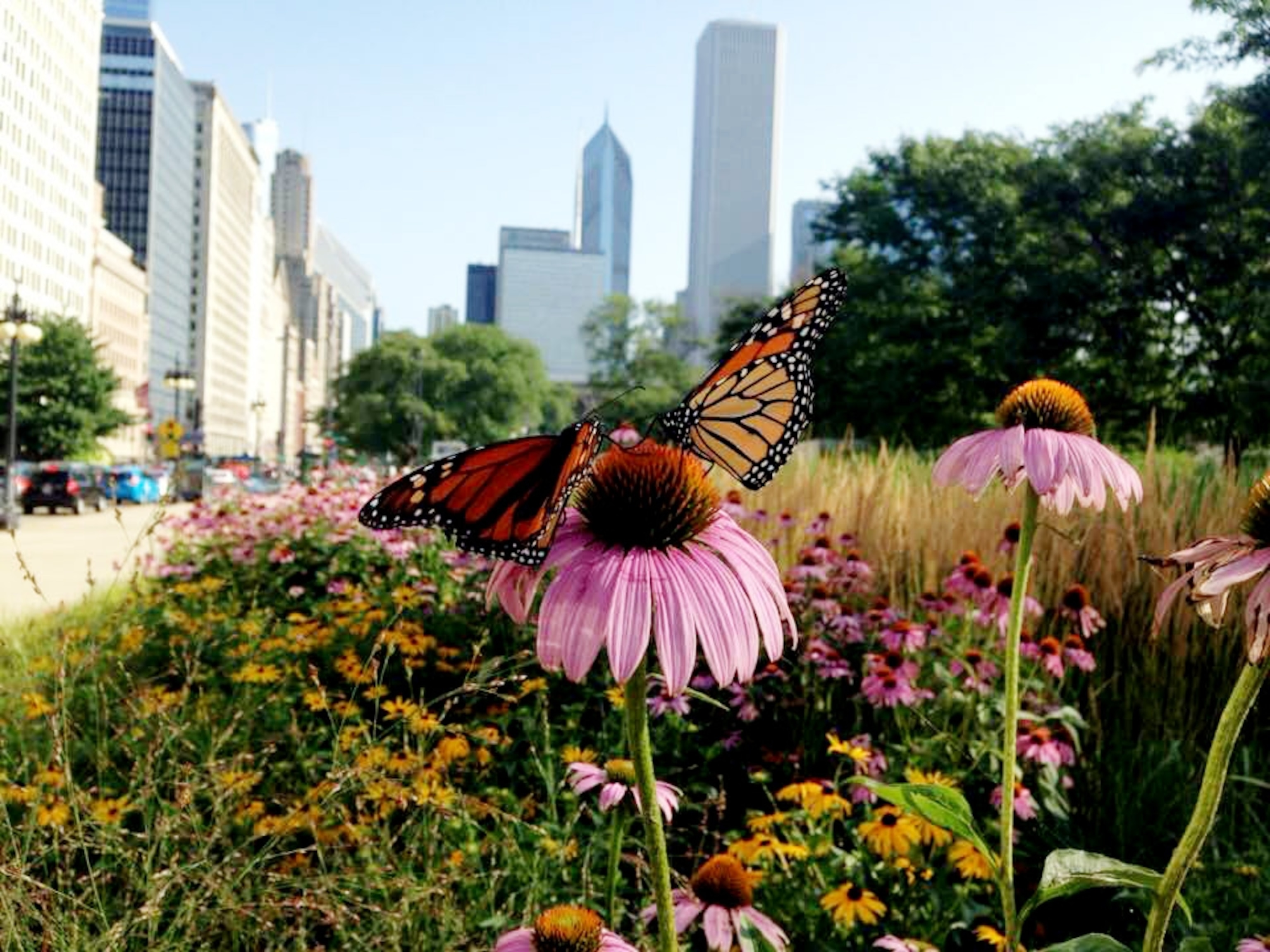 a Monarch butterfly in downtown Chicago.