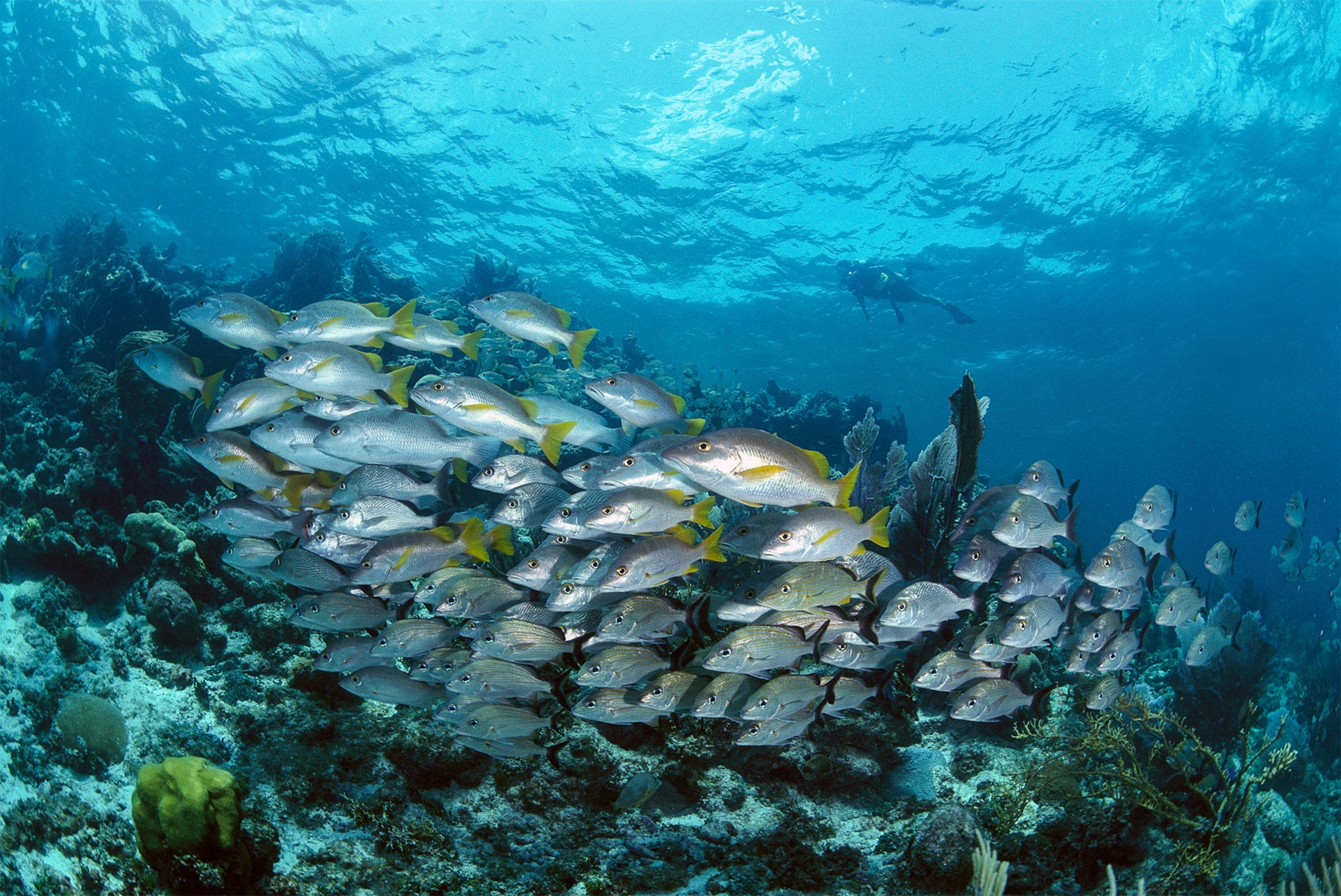 fish off the coast of Belize