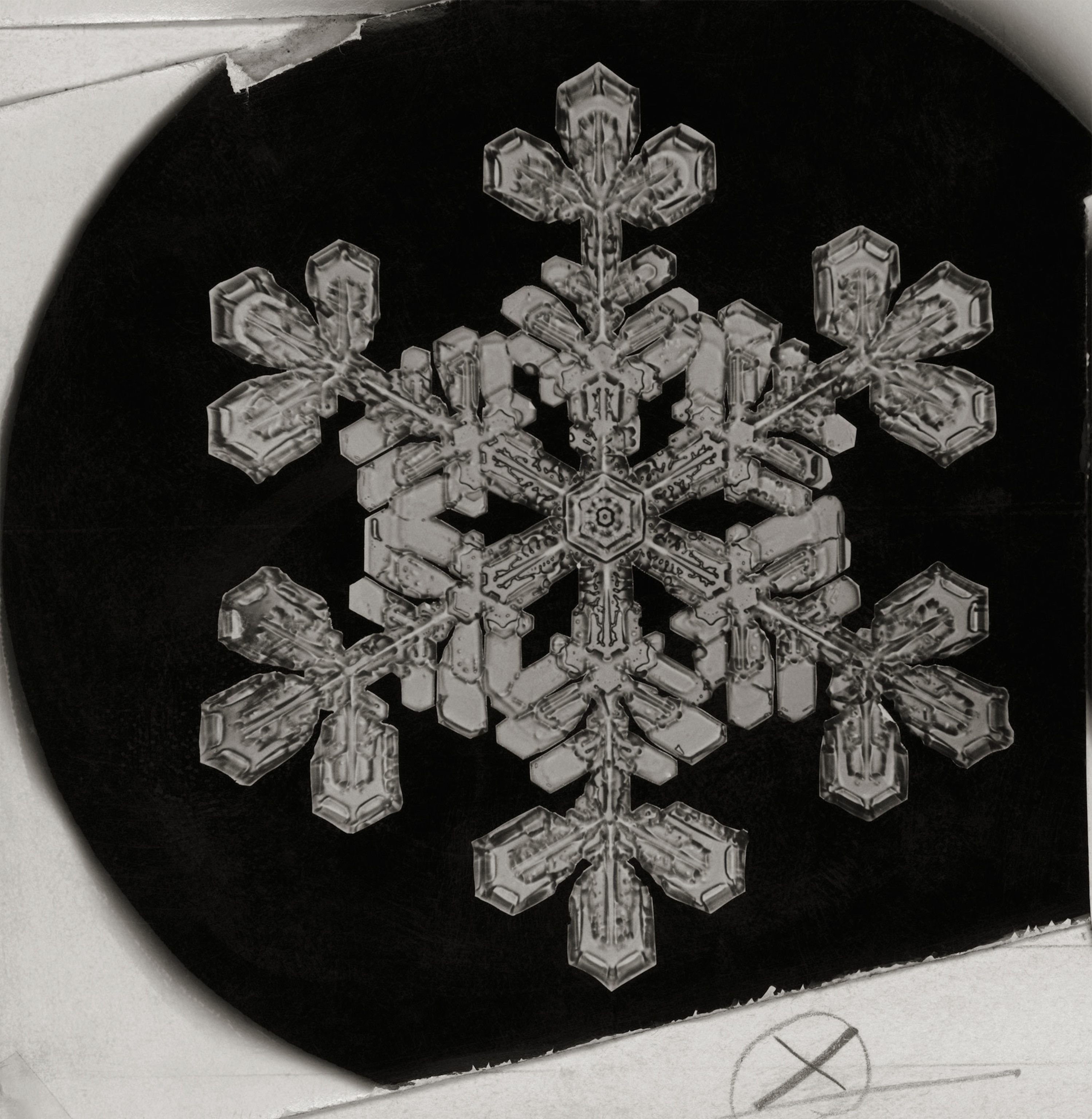closeup of snowflake